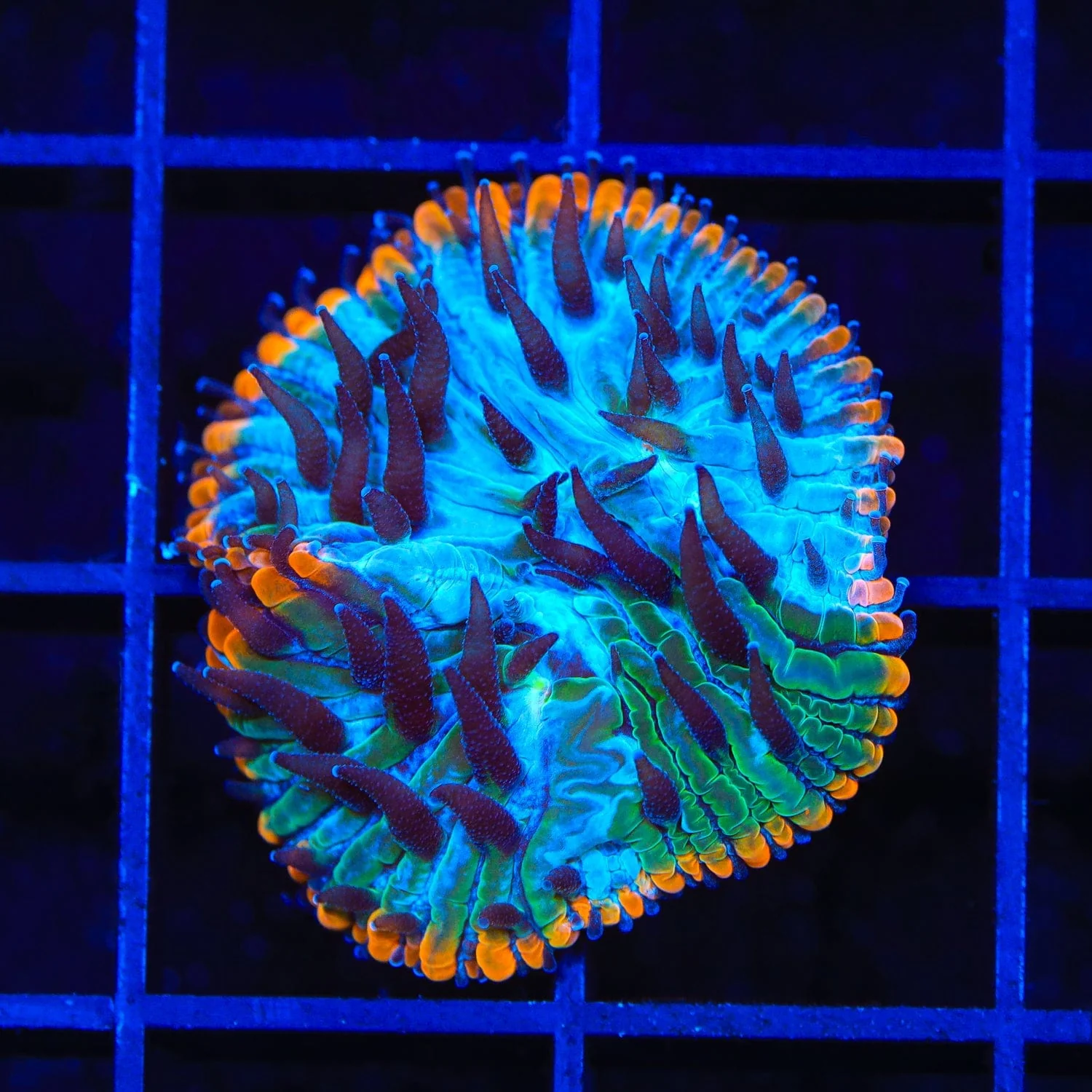 TSA Popsicle Aquacultured Plate Coral - Image 3