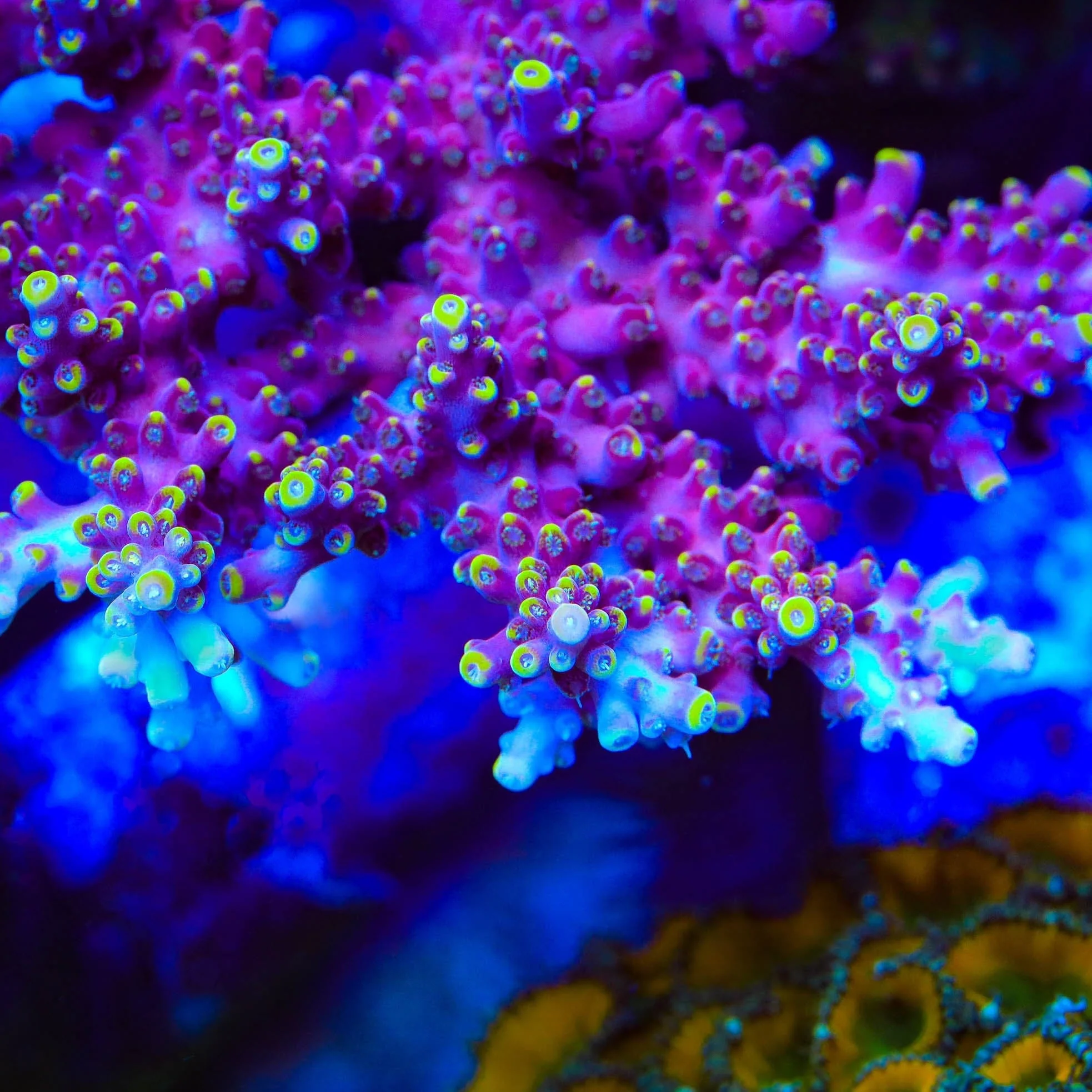 TSA Purple Rain Acropora Coral - Image 2