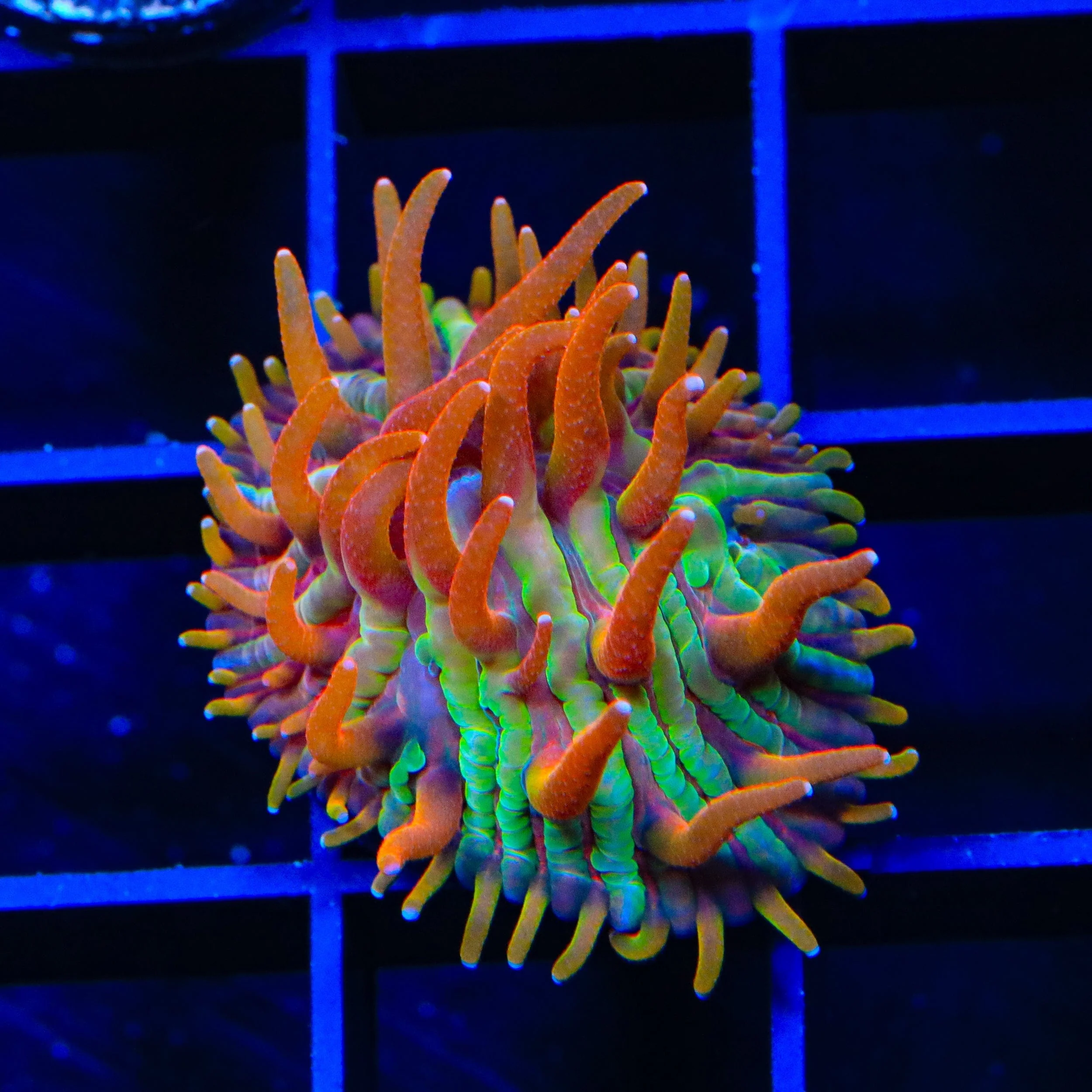 TSA Rainbow Blanka Aquacultured Plate Coral - Image 2