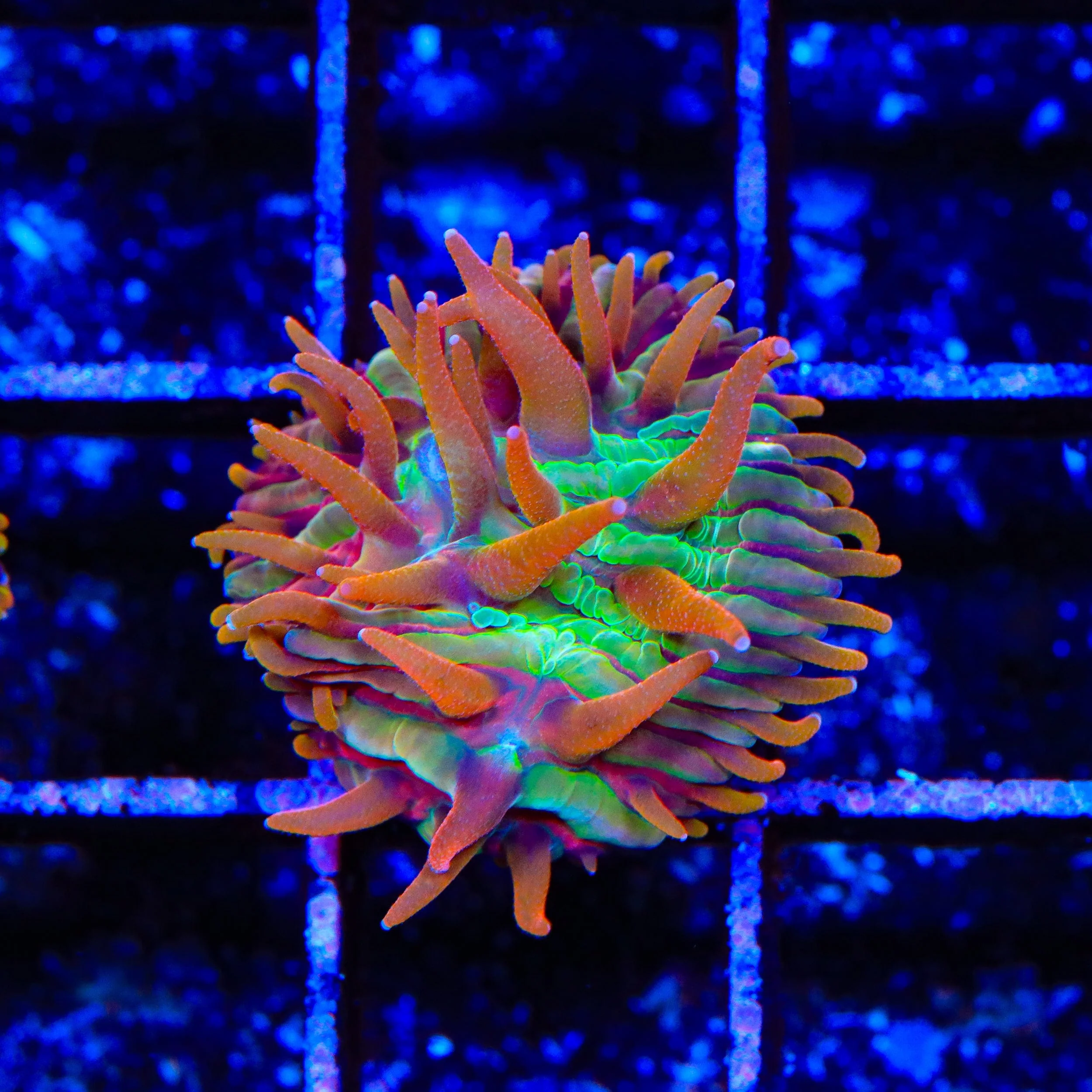 TSA Rainbow Blanka Aquacultured Plate Coral - Image 3