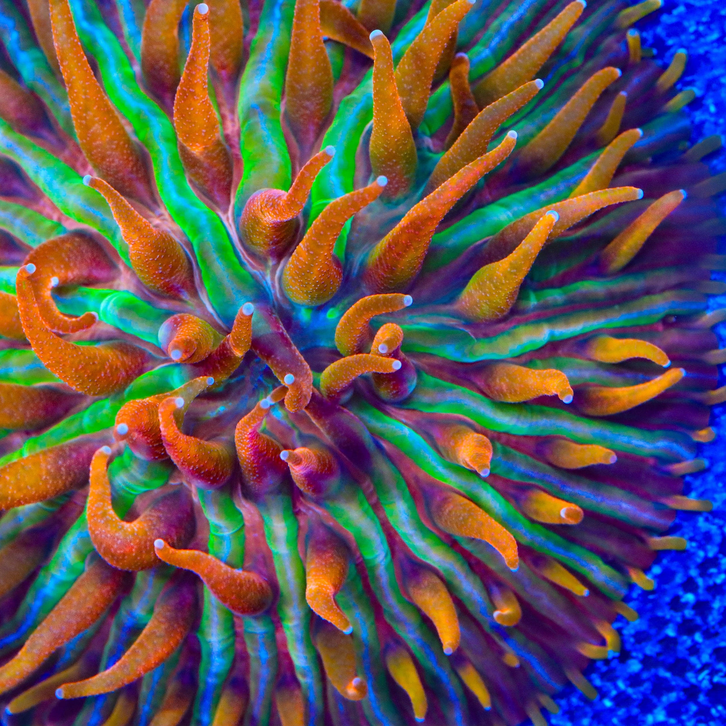TSA Rainbow Blanka Aquacultured Plate Coral - Image 2