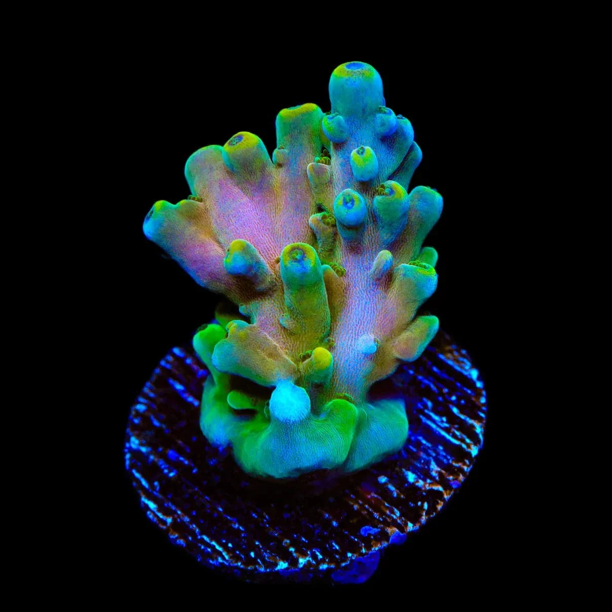 TSA Rainbow Fever Acropora Coral - Image 2