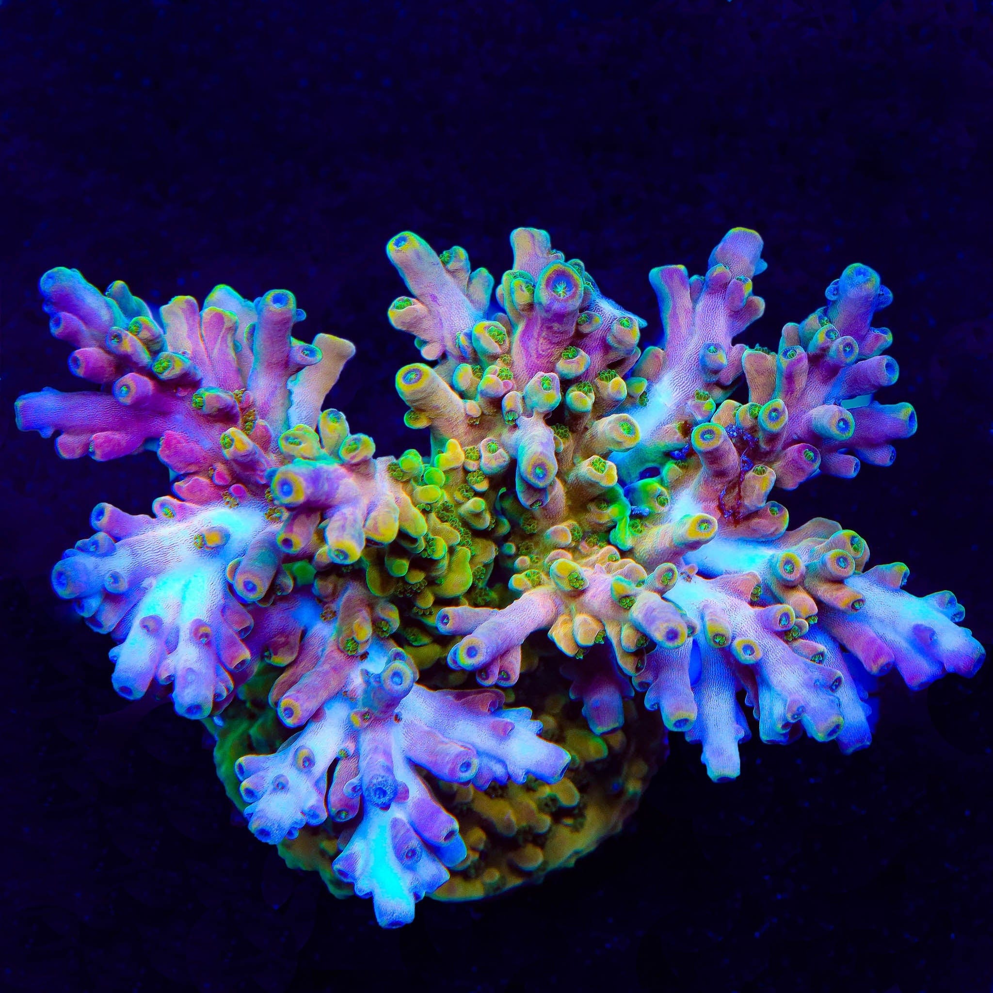TSA Rainbow Fever Acropora Coral - Image 4
