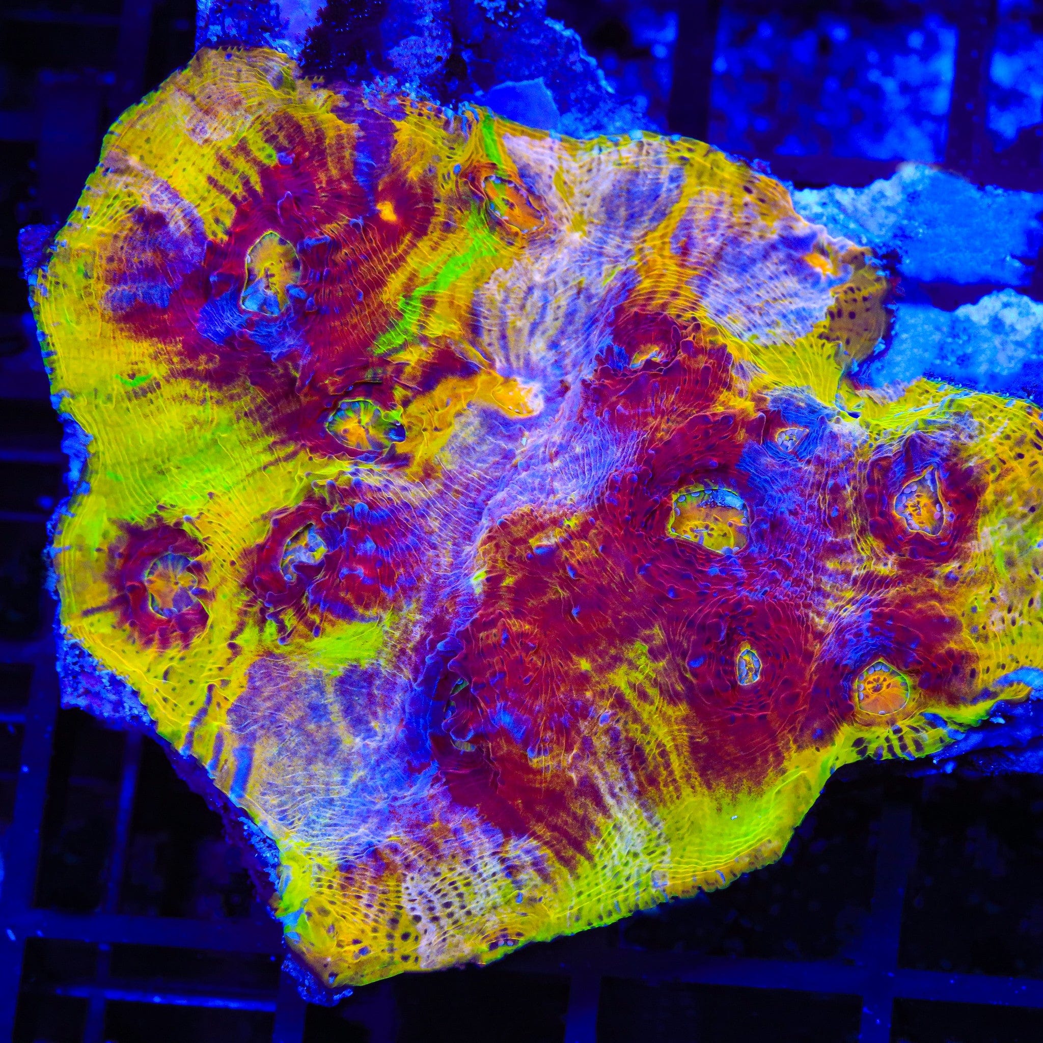 TSA Rainbow Inferno Chalice Coral - Image 2