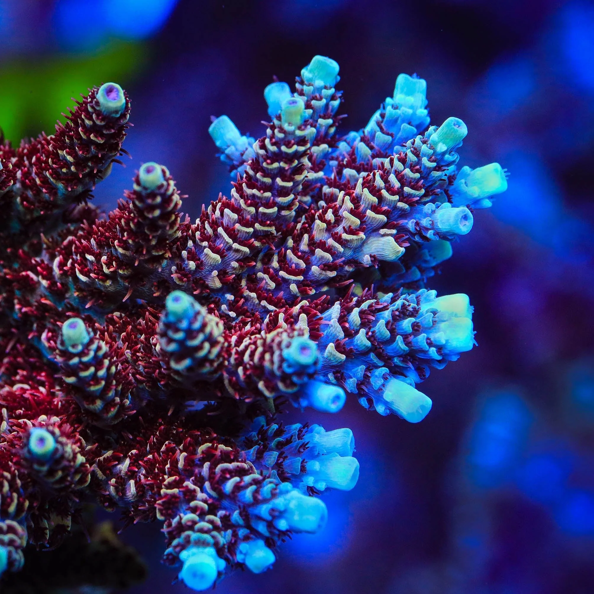 TSA Rainbow Sherbet Acropora XL Frag Coral - Image 2