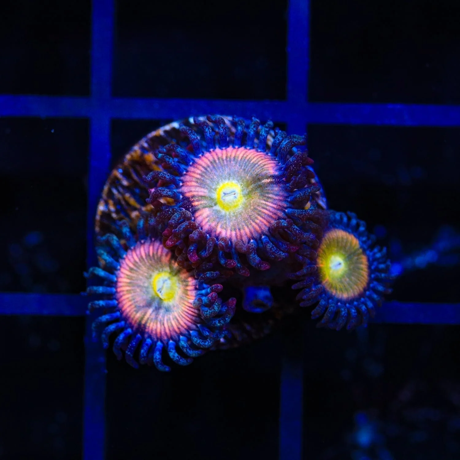 TSA Rainbow Spectrum Zoanthids Coral - Image 2