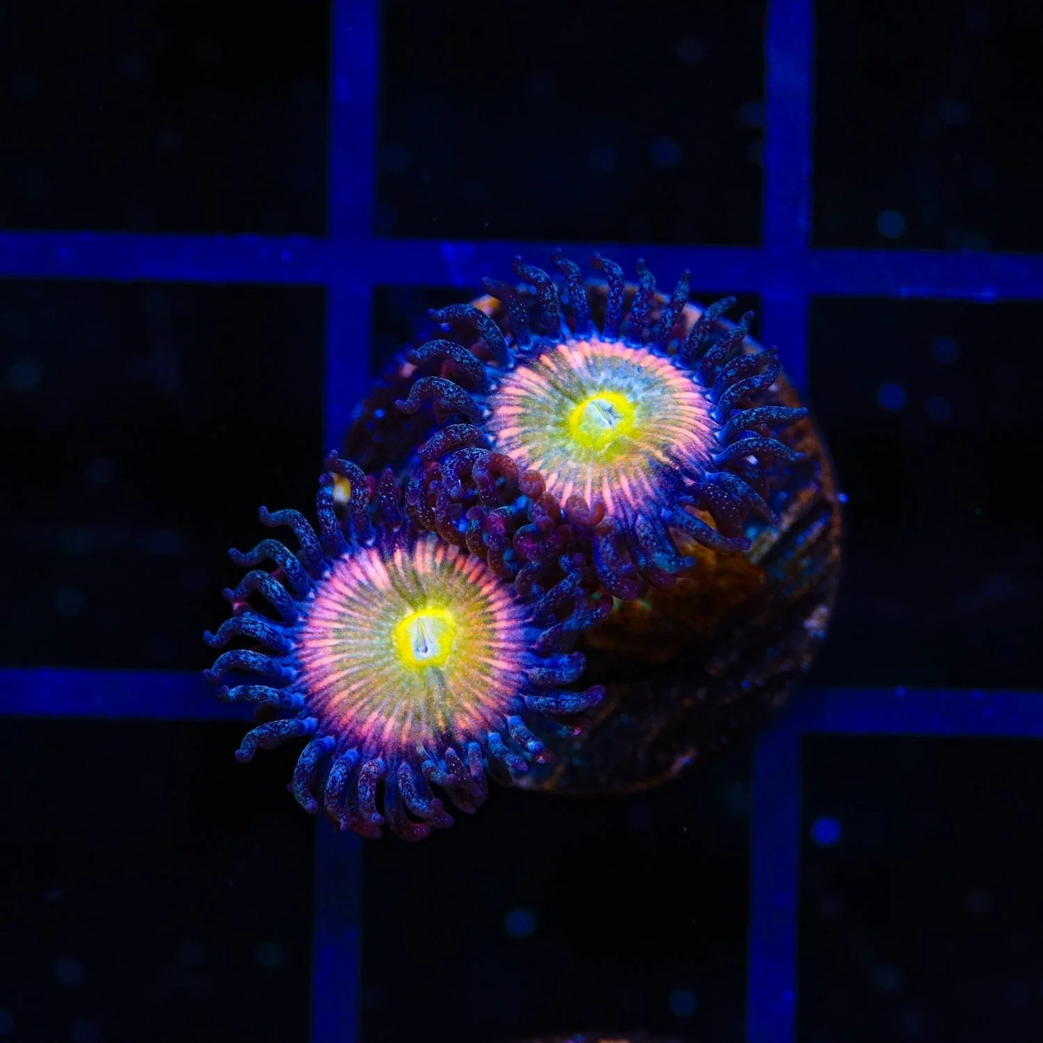 TSA Rainbow Spectrum Zoanthids Coral - Image 3