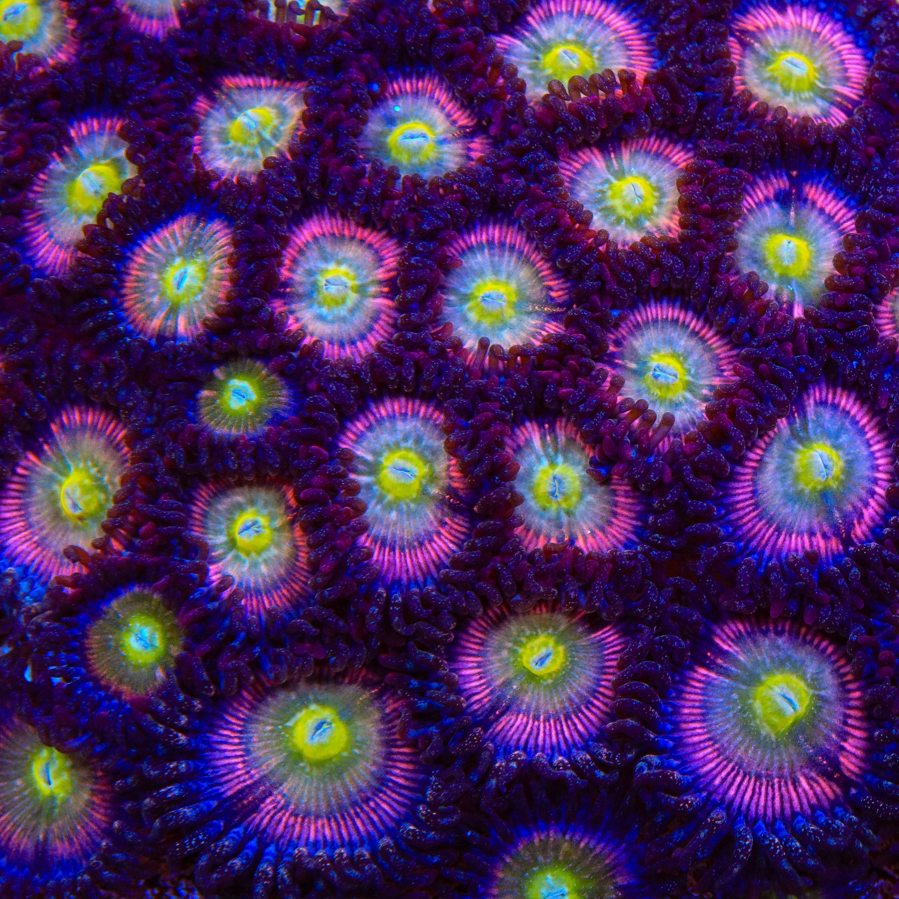 TSA Rainbow Spectrum Zoanthids Coral - Image 4
