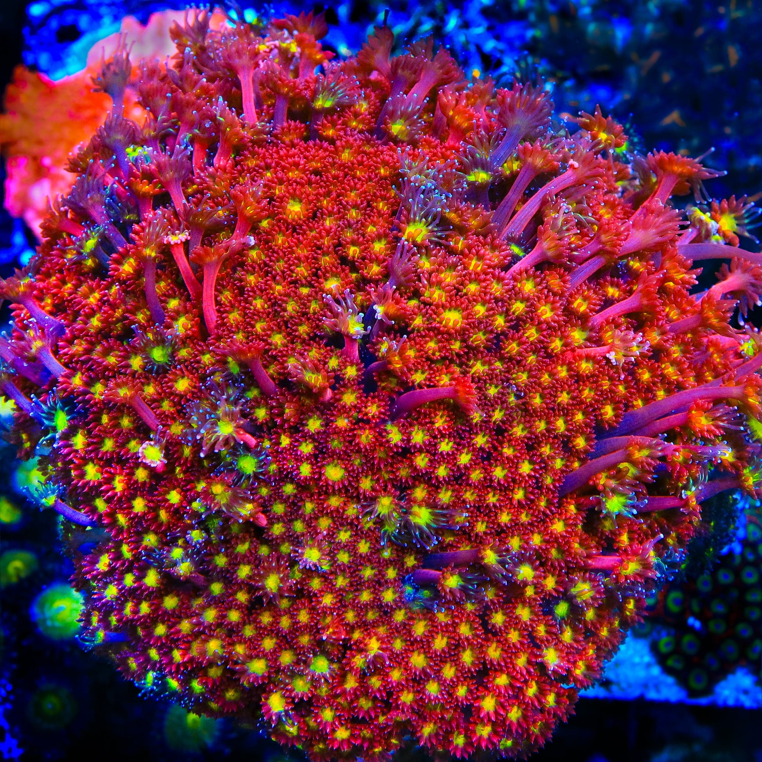 TSA Raspberry Limeade Goniopora Coral