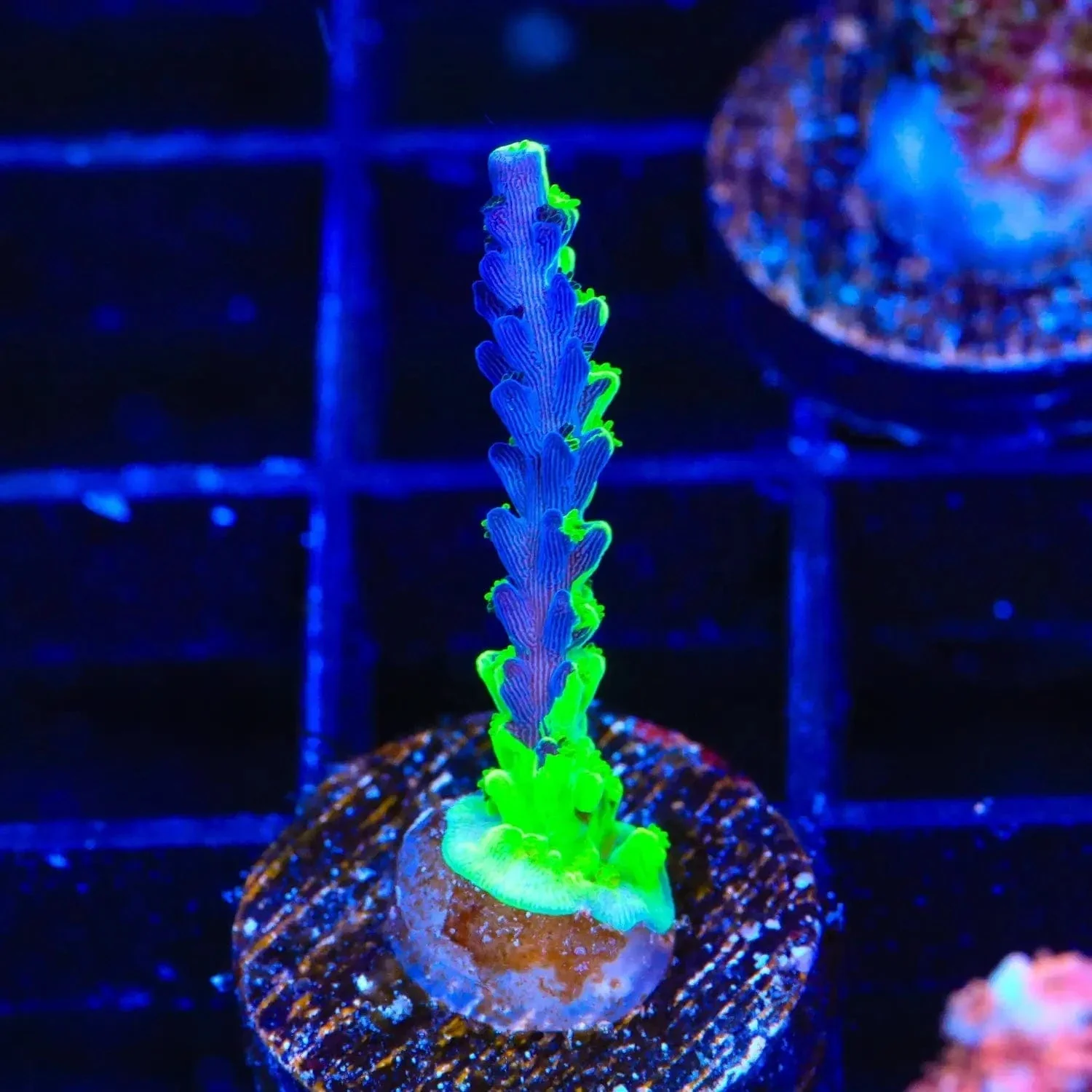 TSA Raspberry Splice Acropora Coral - Image 2