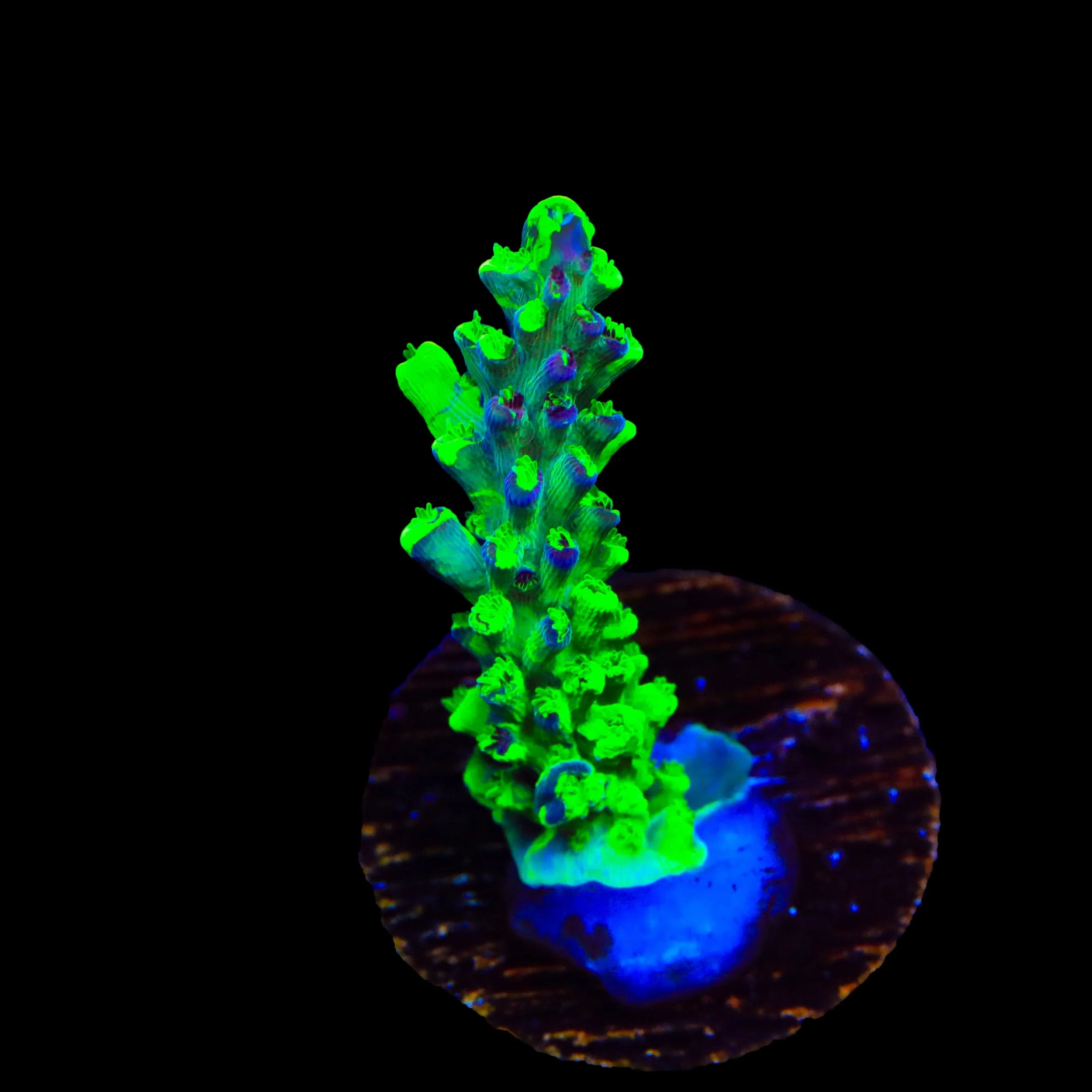 TSA Raspberry Splice Acropora Coral - Image 3