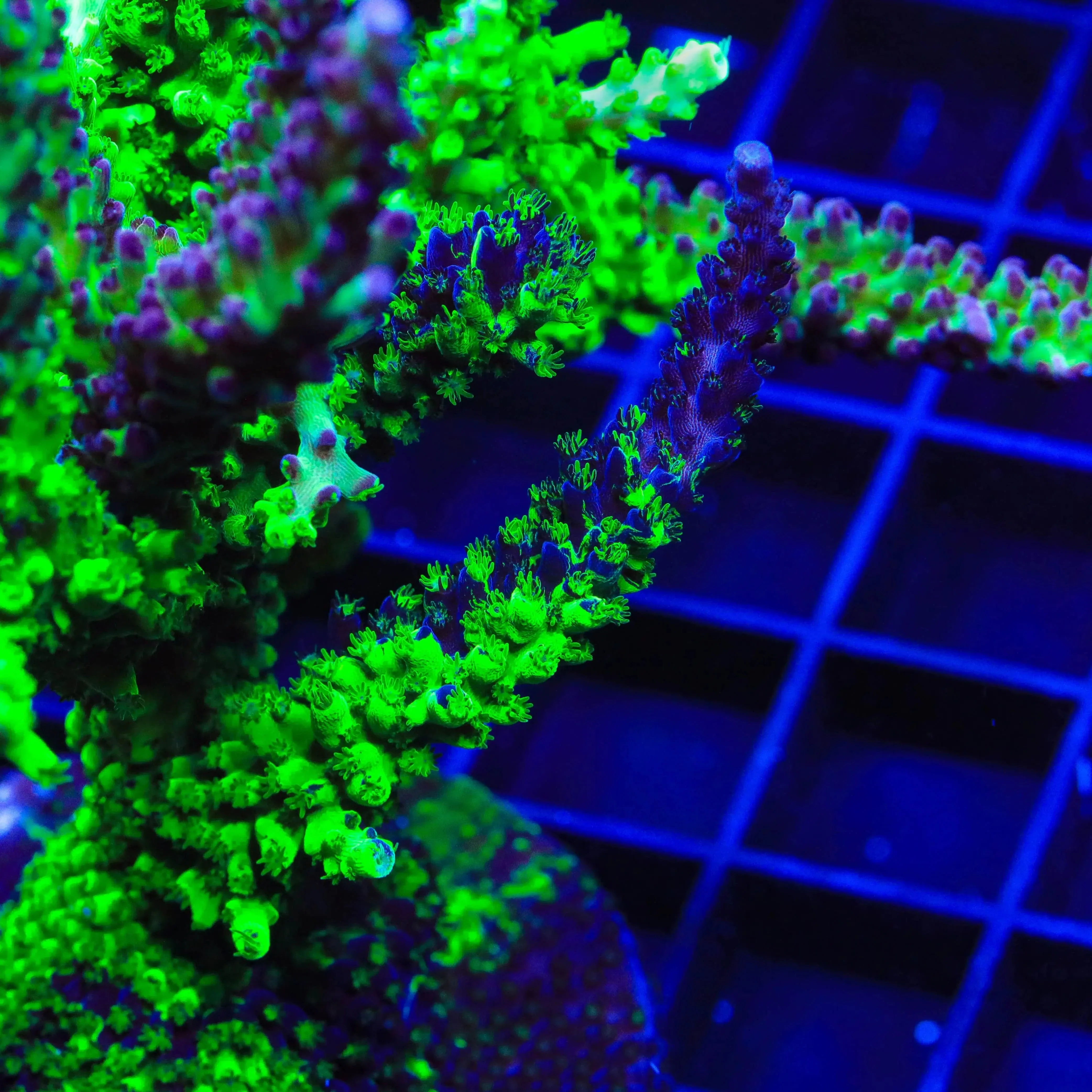 TSA Raspberry Splice Acropora Coral - Image 4