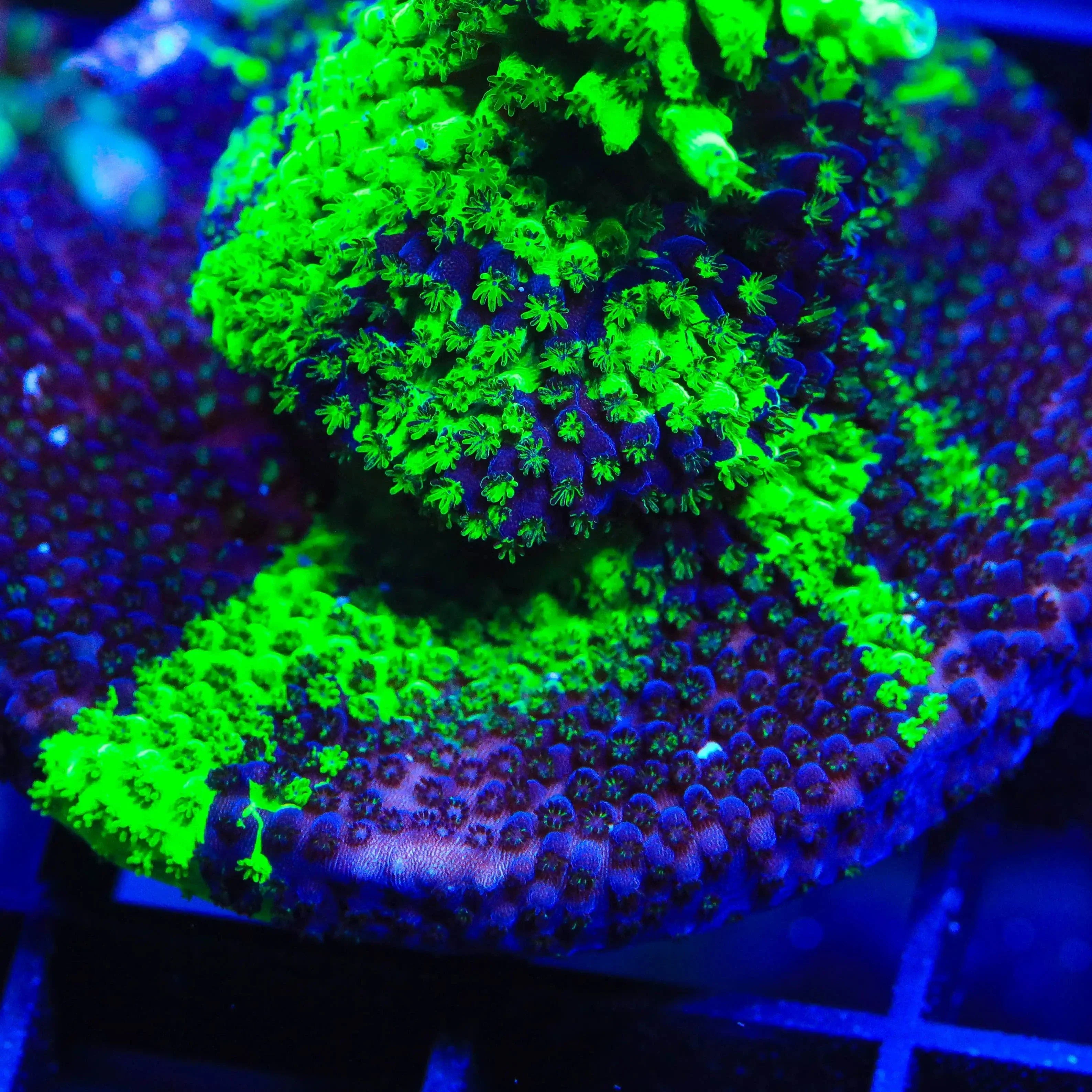 TSA Raspberry Splice Acropora Coral - Image 5