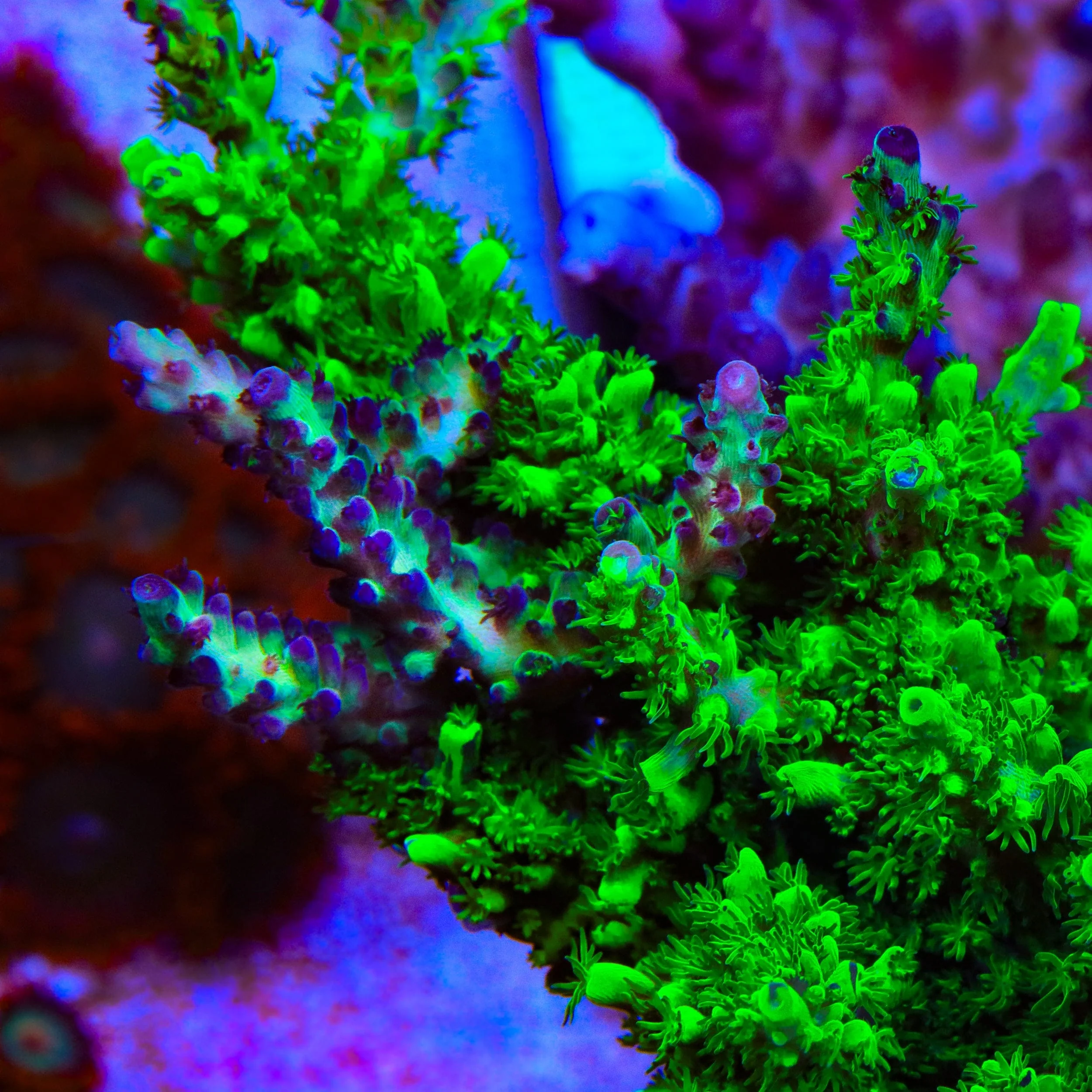 TSA Raspberry Splice Acropora Coral - Image 2