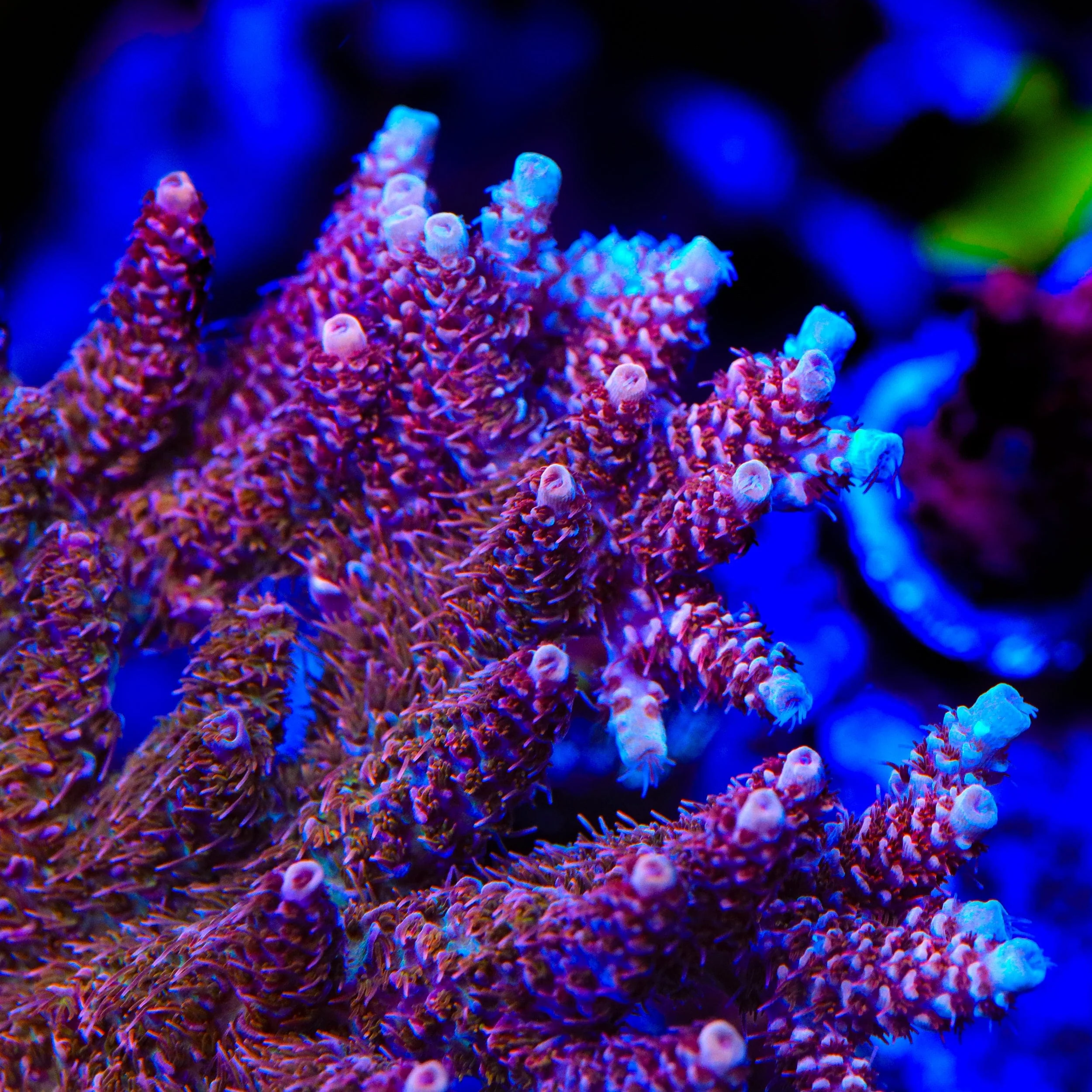 TSA Razzamatazz Acropora Coral - Image 3