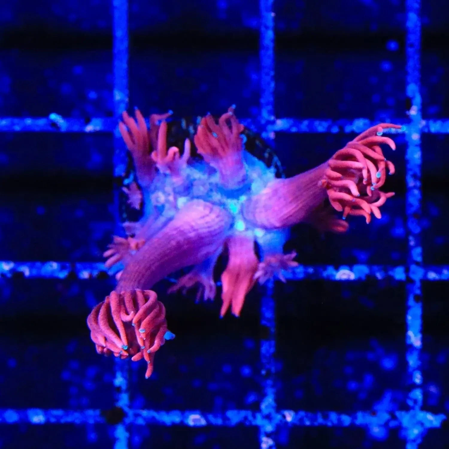TSA Red On Red Goniopora Coral - Image 2