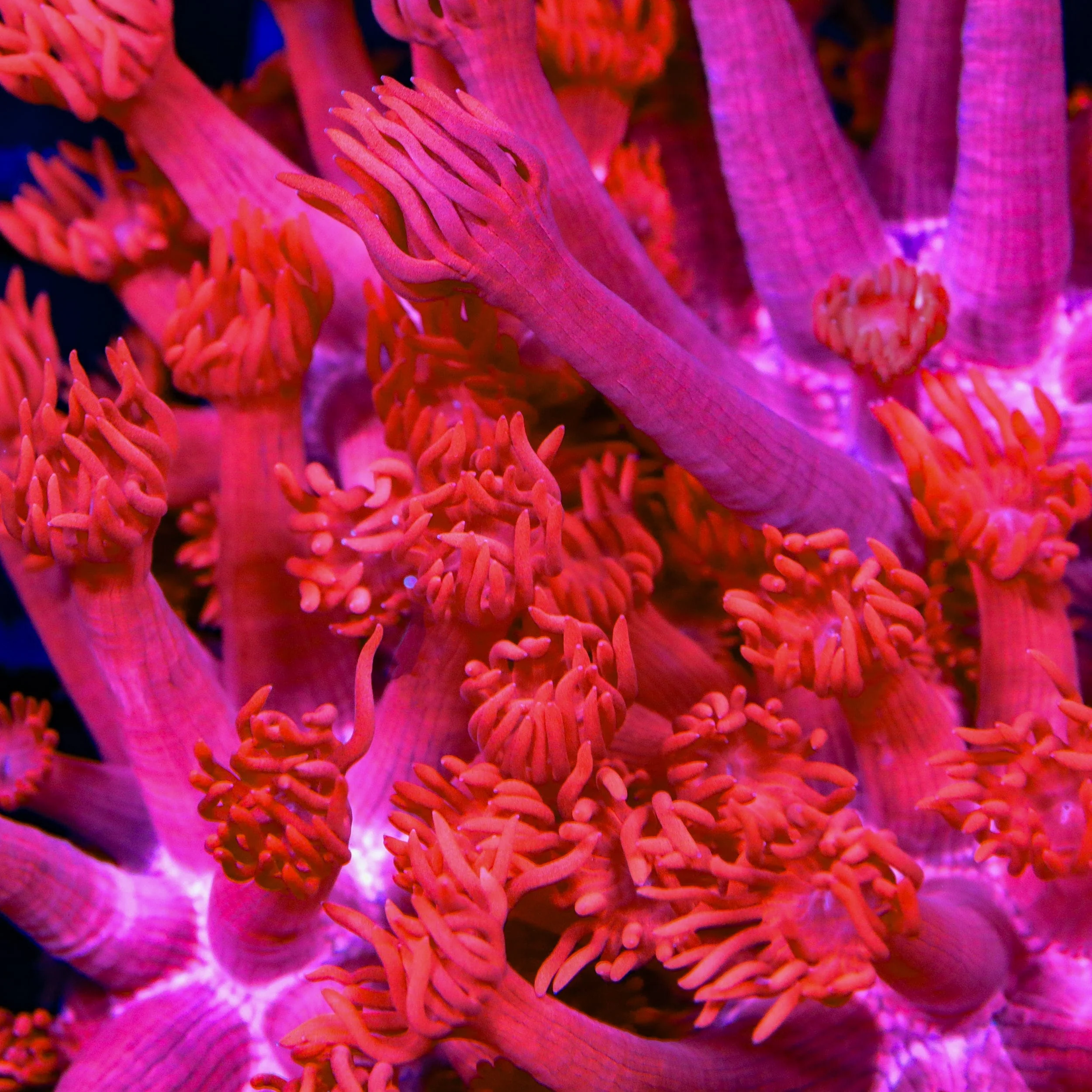 TSA Red On Red Goniopora Coral - Image 3