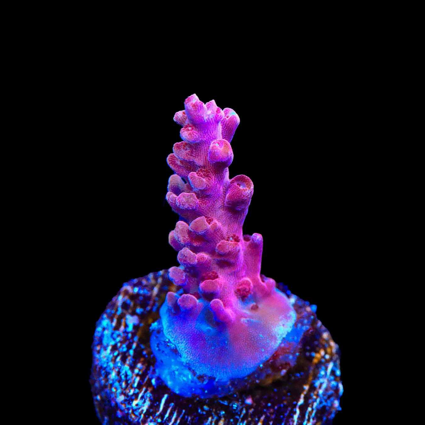 TSA Red Robin Acropora Coral - Image 3