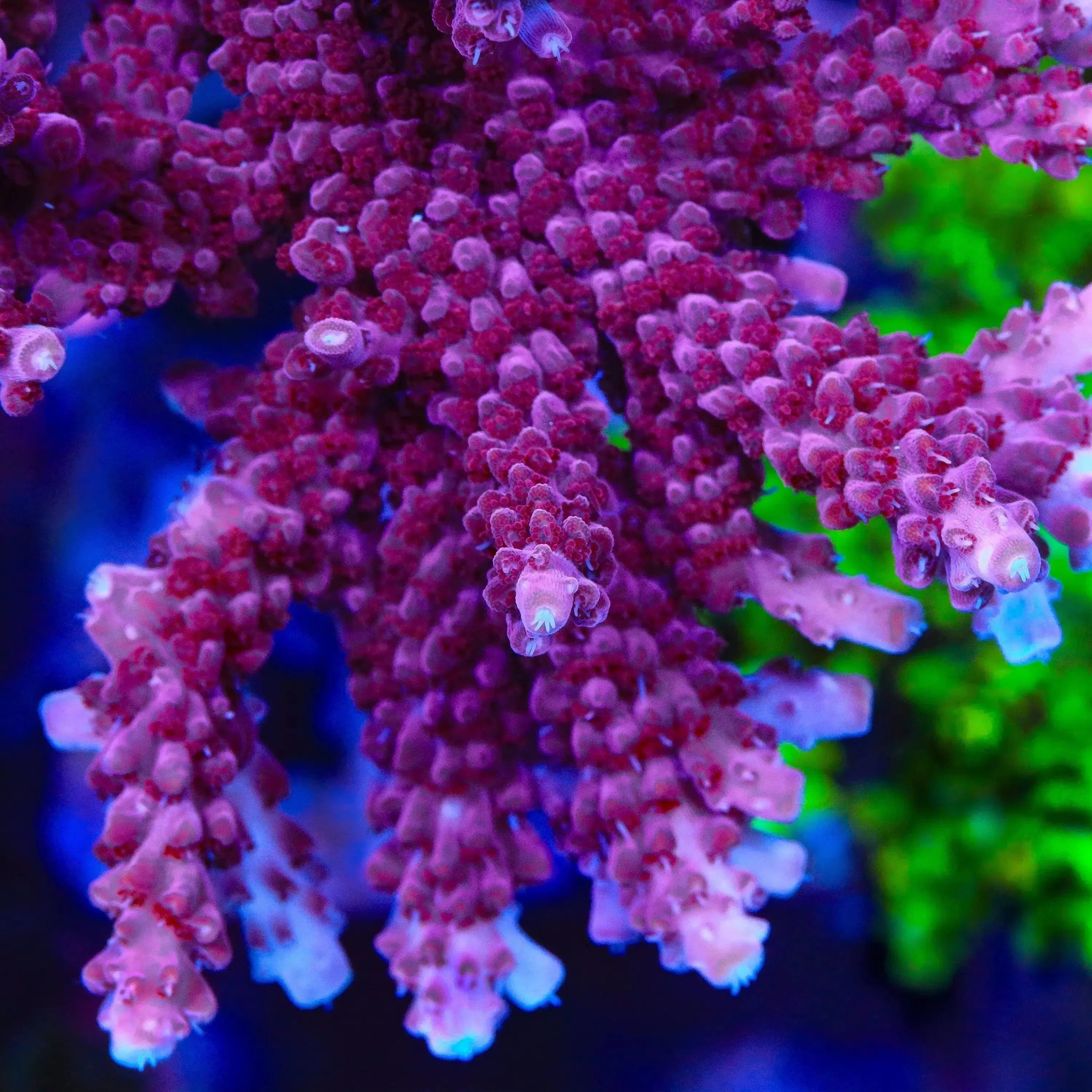 TSA Red Robin Acropora Coral - Image 4