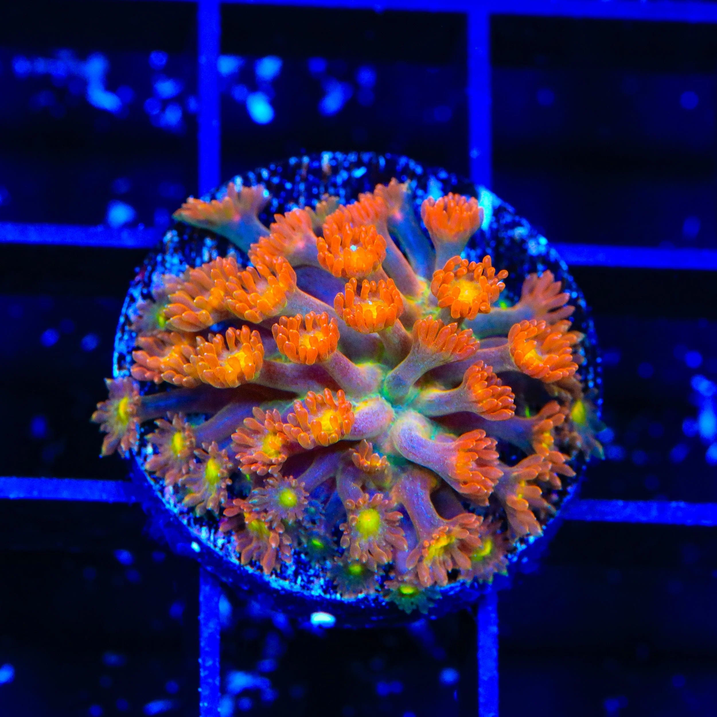 TSA Reese's Pieces Goniopora Coral - Image 2