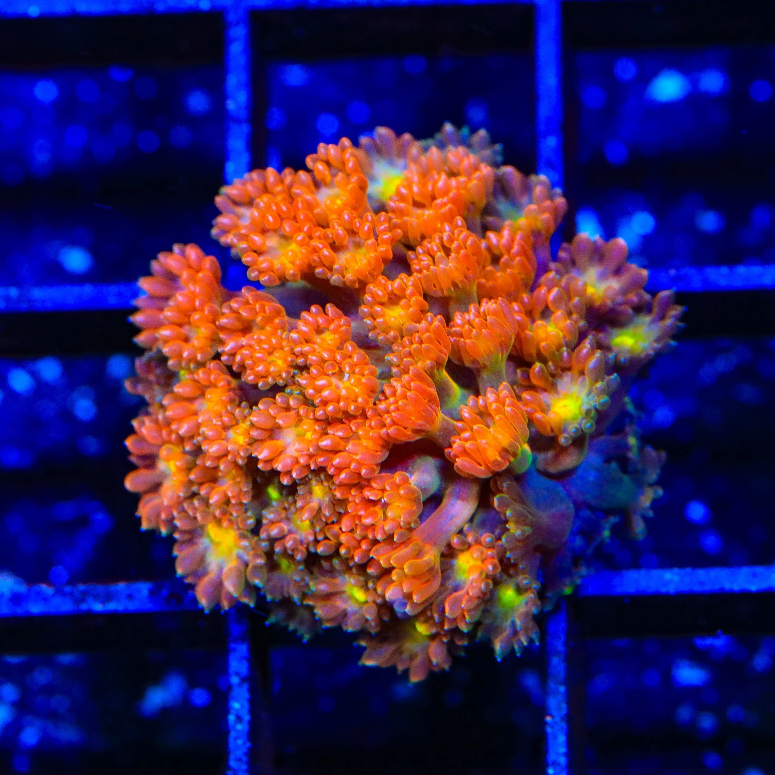 TSA Reese's Pieces Goniopora Coral - Image 3