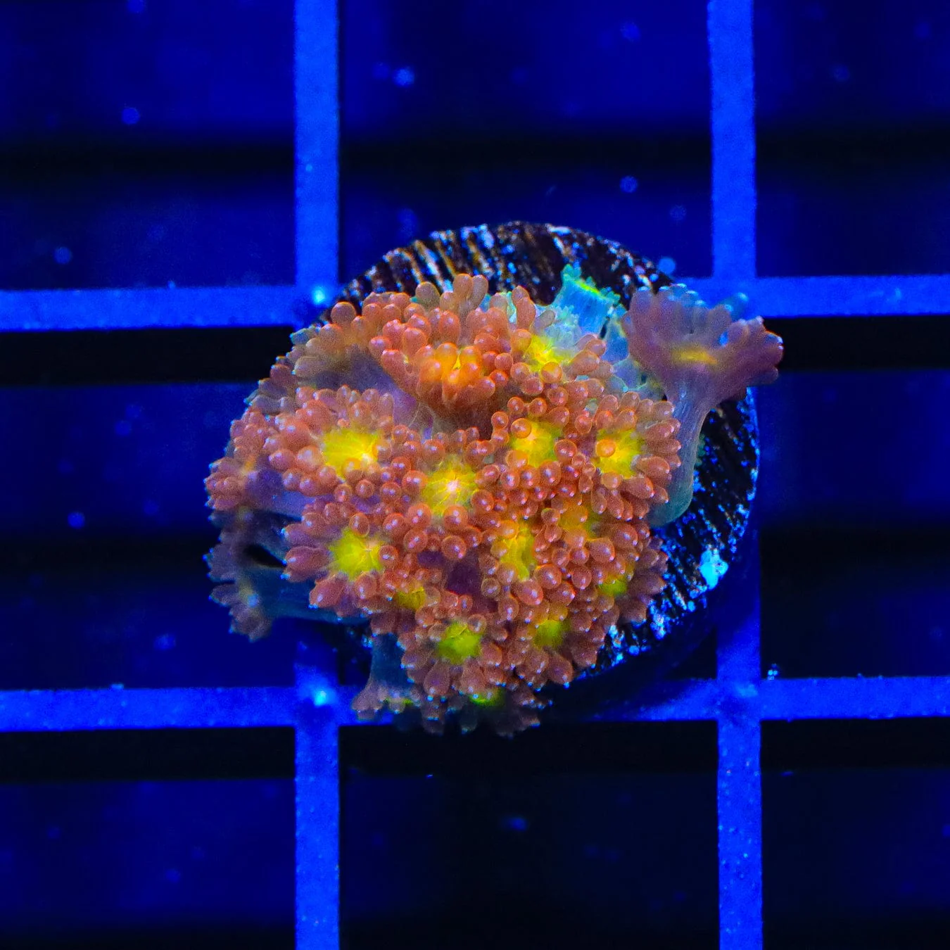 TSA Reese's Pieces Goniopora Coral - Image 4