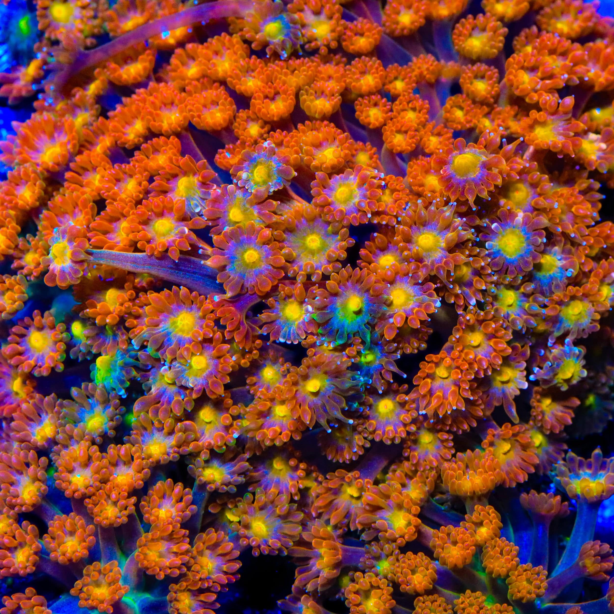 TSA Reese's Pieces Goniopora Coral - Image 5