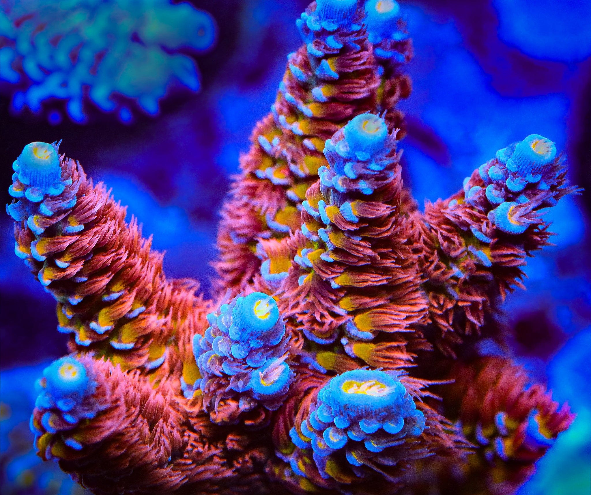 TSA Rocky Balboa Acropora Coral - Image 2