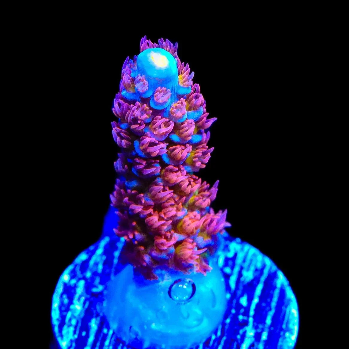 TSA Rocky Balboa Tenuis Acropora Coral - Image 2
