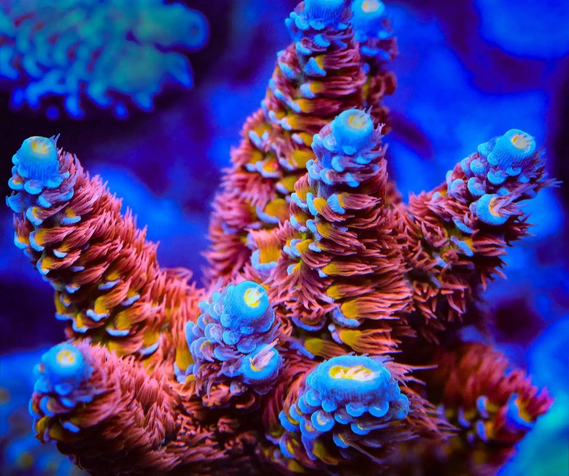 TSA Rocky Balboa Tenuis Acropora Coral - Image 3