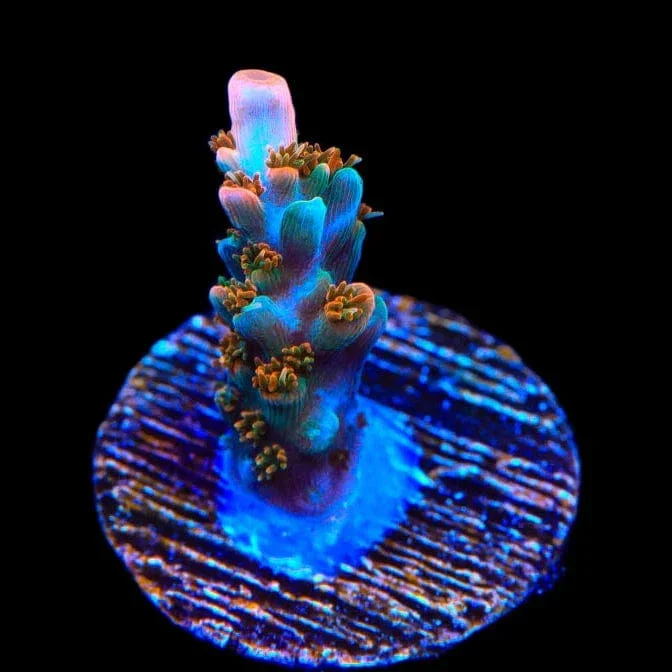 TSA Rose Bloom Acropora Coral - Image 2