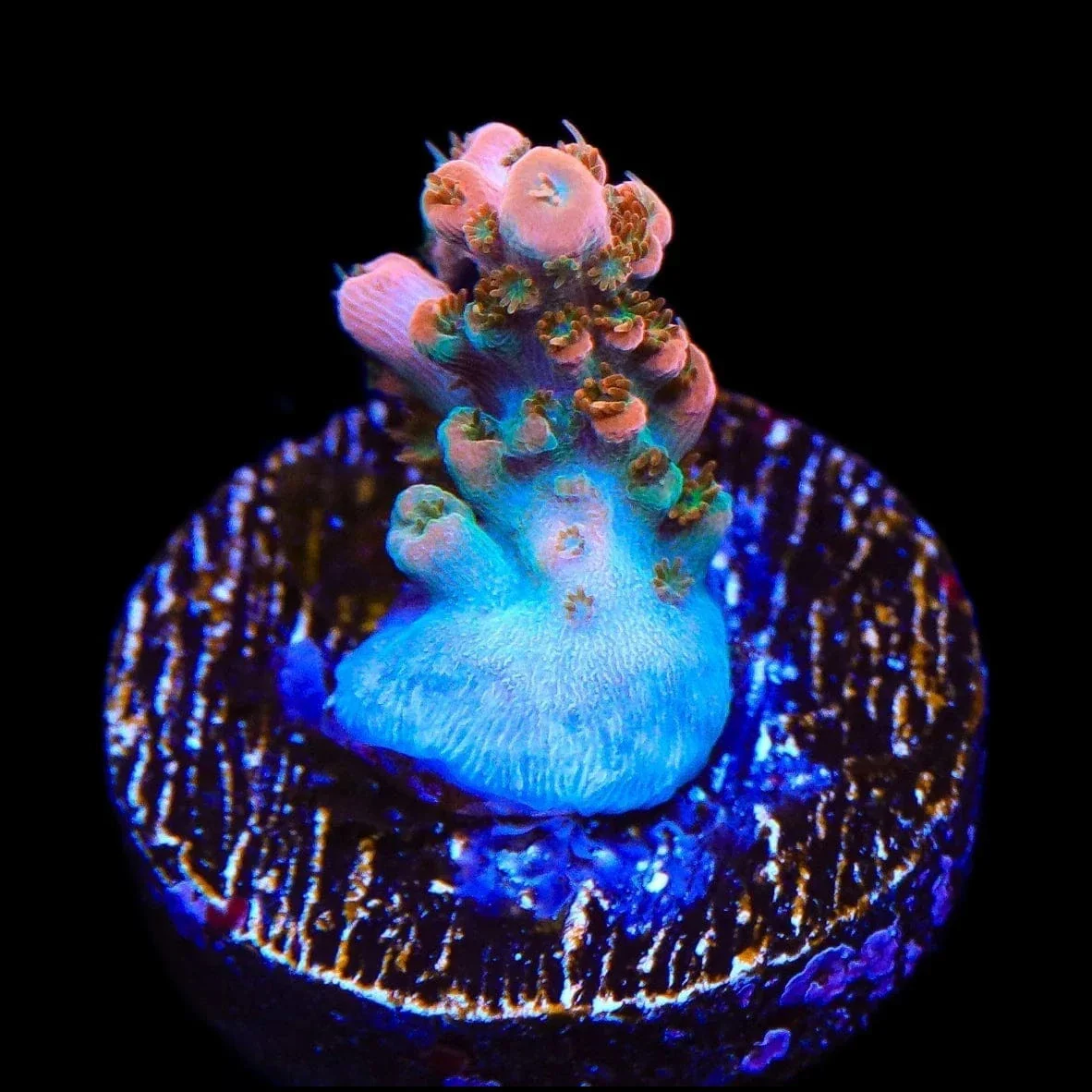 TSA Rose Bloom Acropora Coral - Image 3