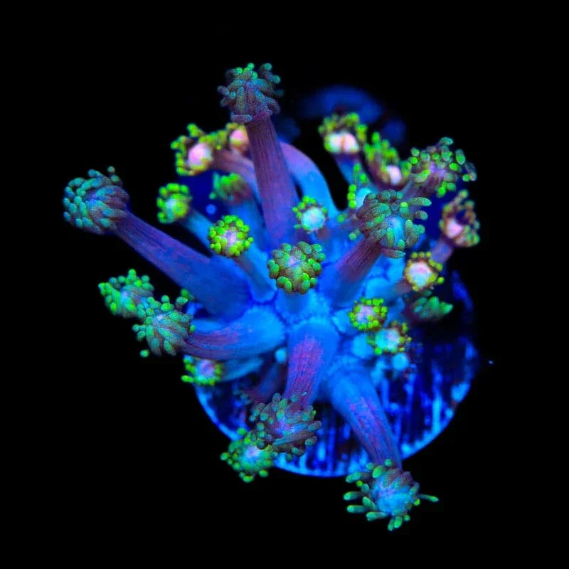 TSA Rose Petal Goniopora Coral - Image 3