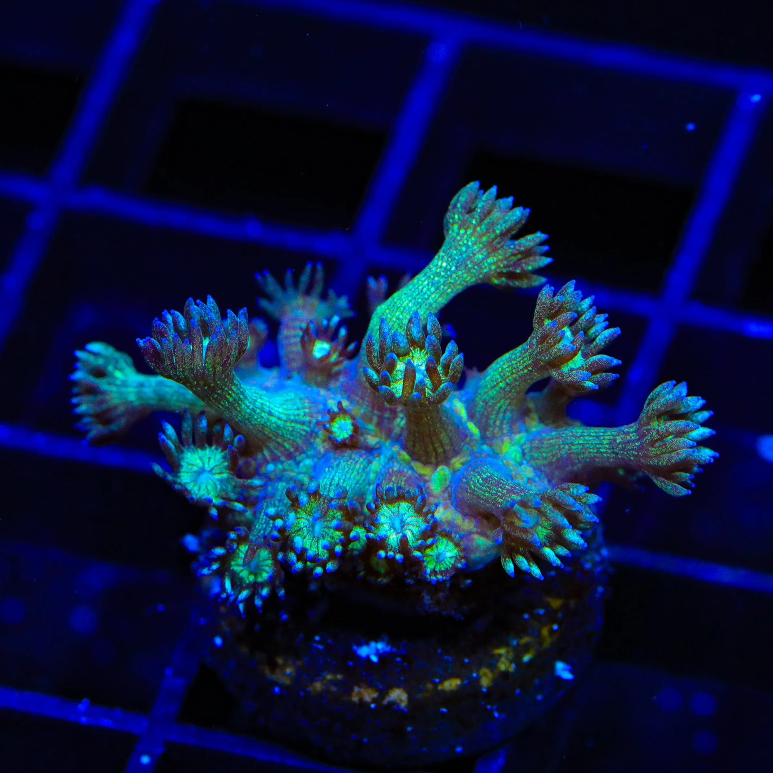TSA Royal Glitter Goniopora Coral