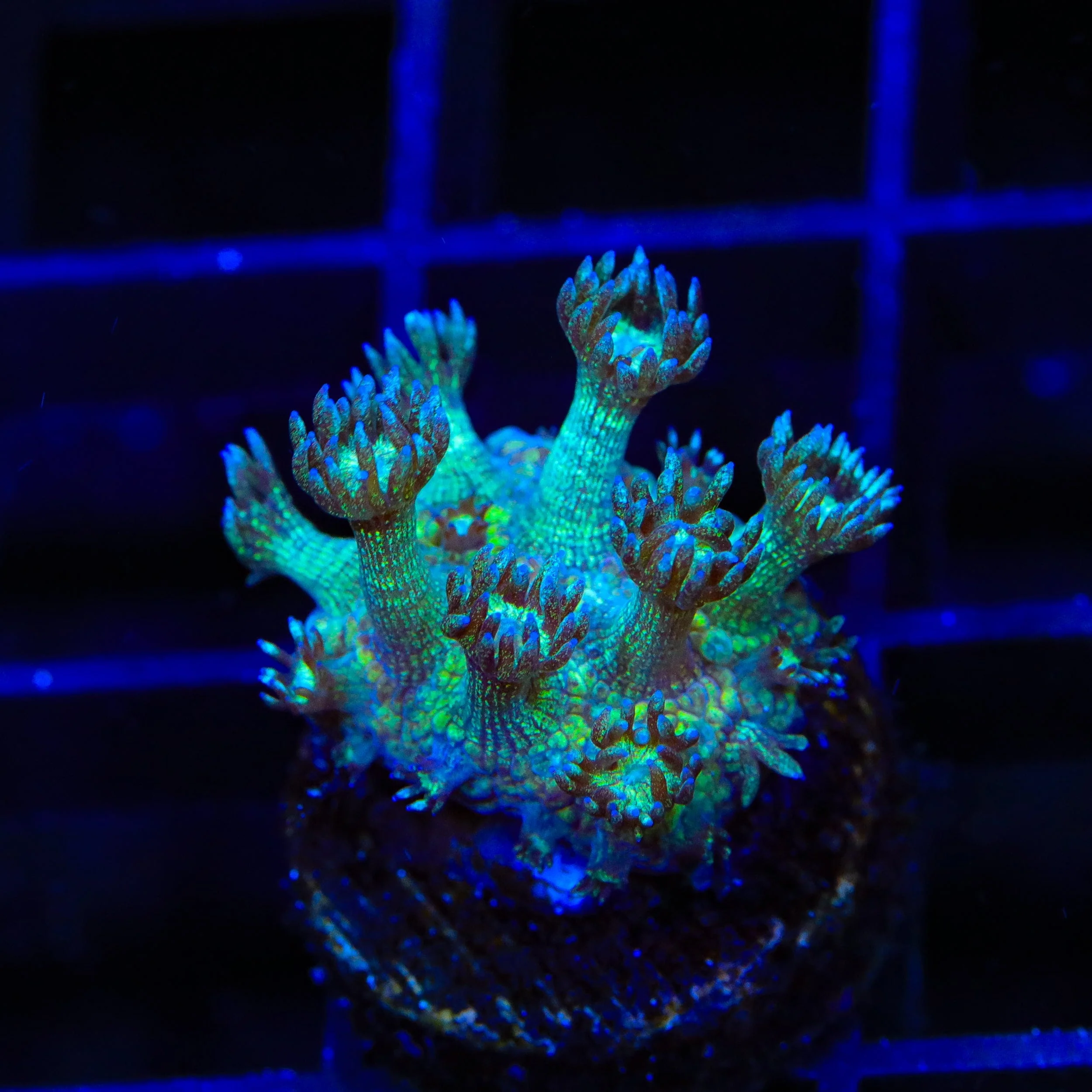 TSA Royal Glitter Goniopora Coral - Image 2