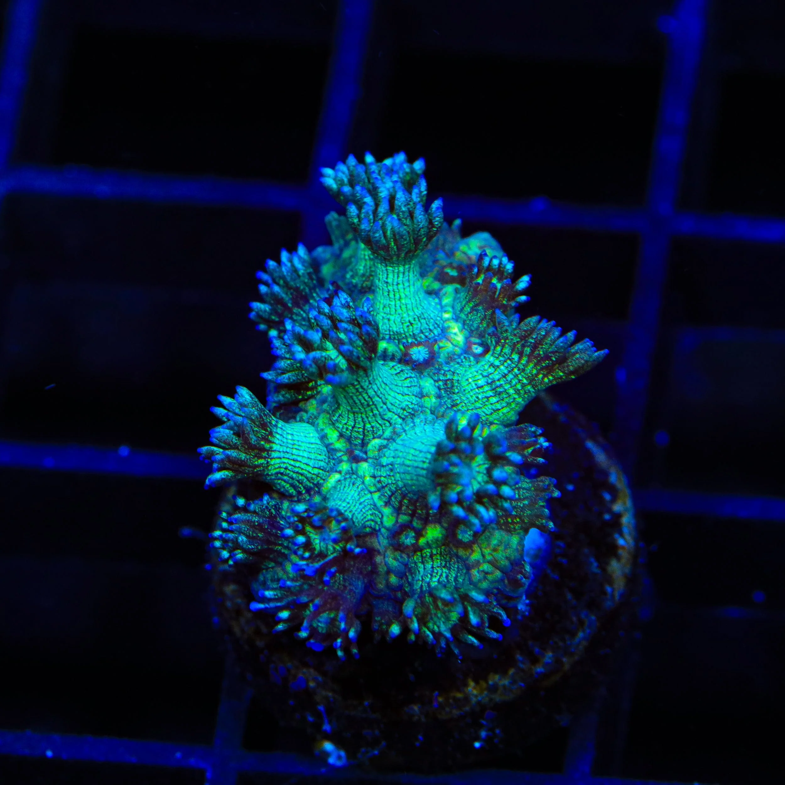 TSA Royal Glitter Goniopora Coral - Image 3