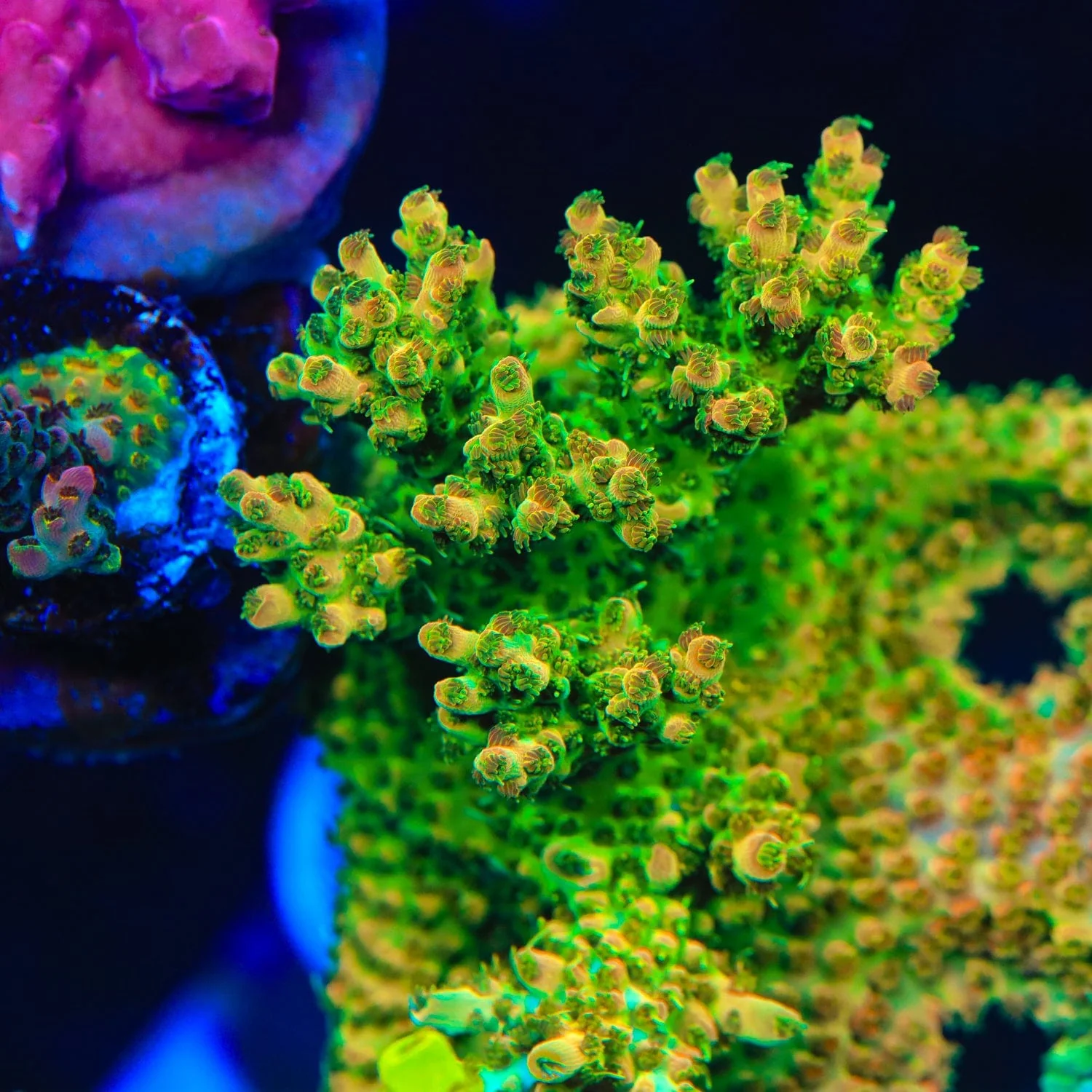 TSA Scotch Bonnet Acropora Coral - Image 2