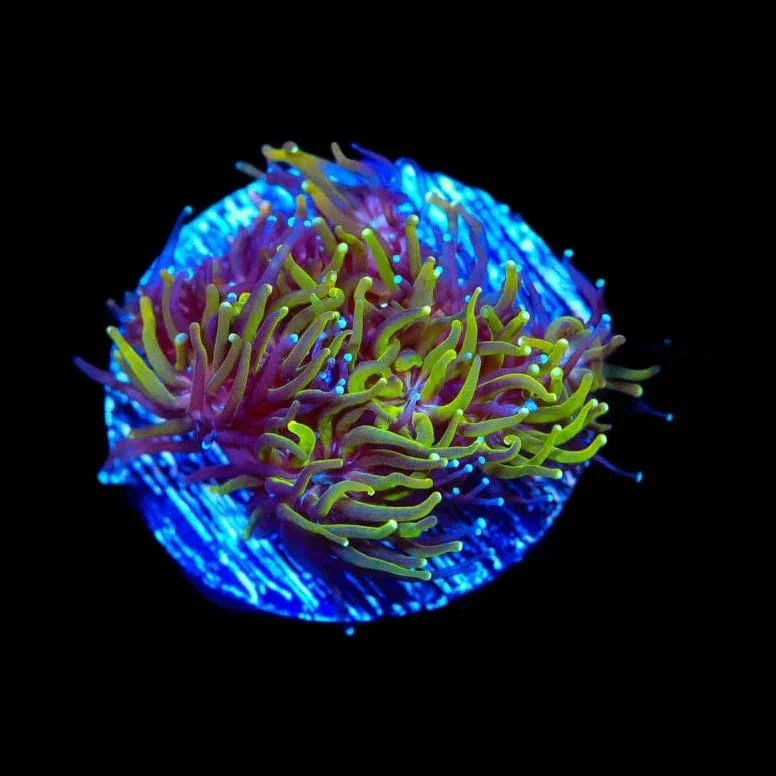 TSA Seaside Galaxea Coral - Image 2