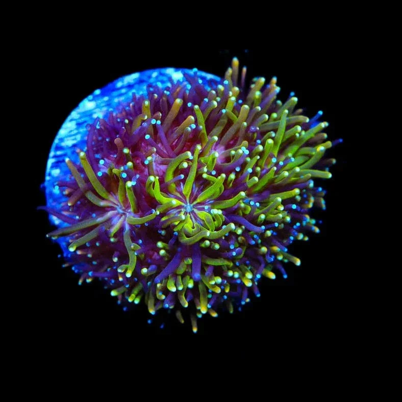 TSA Seaside Galaxea Coral - Image 4
