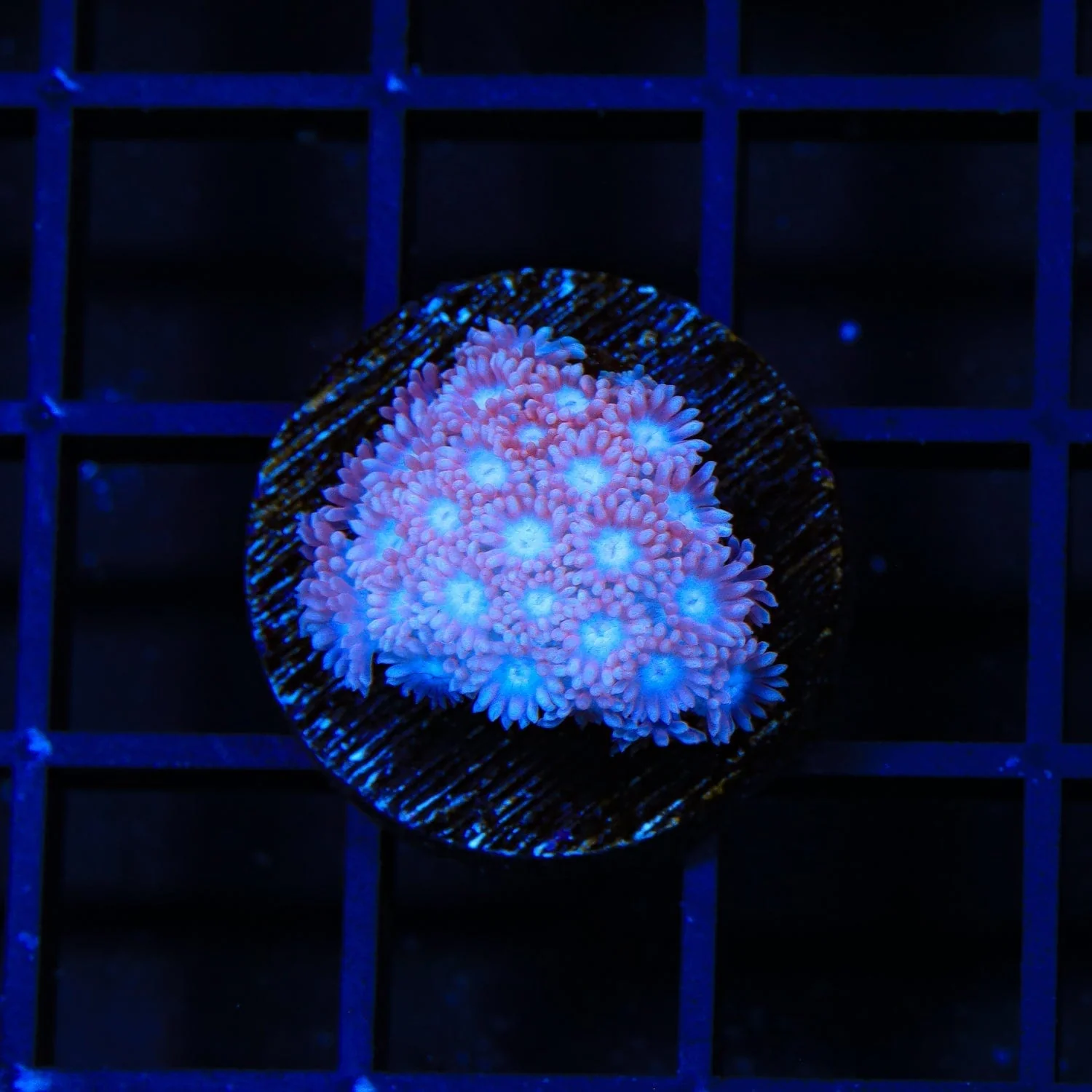TSA Shirley Goose Goniopora Coral - Image 2