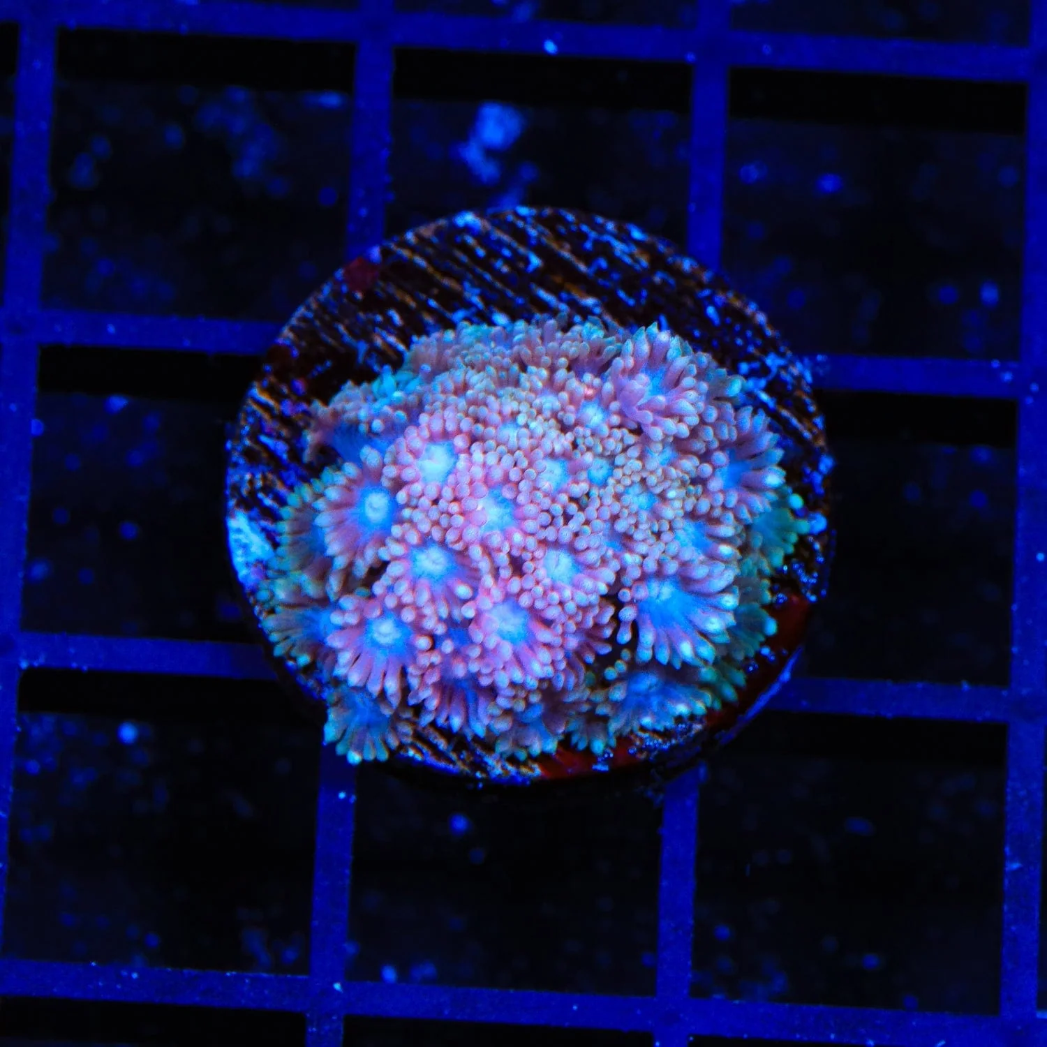 TSA Shirley Goose Goniopora Coral - Image 3