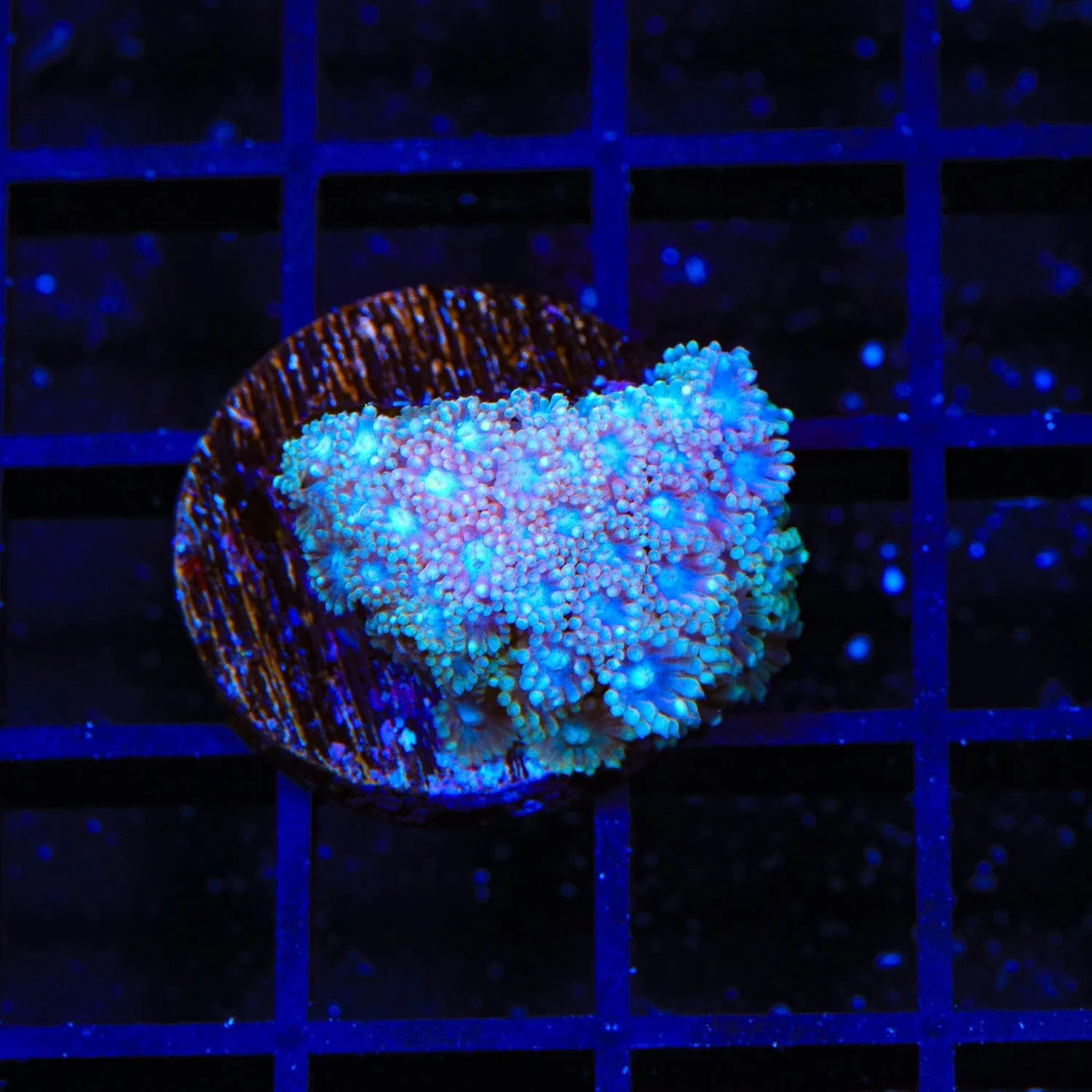 TSA Shirley Goose Goniopora Coral - Image 4