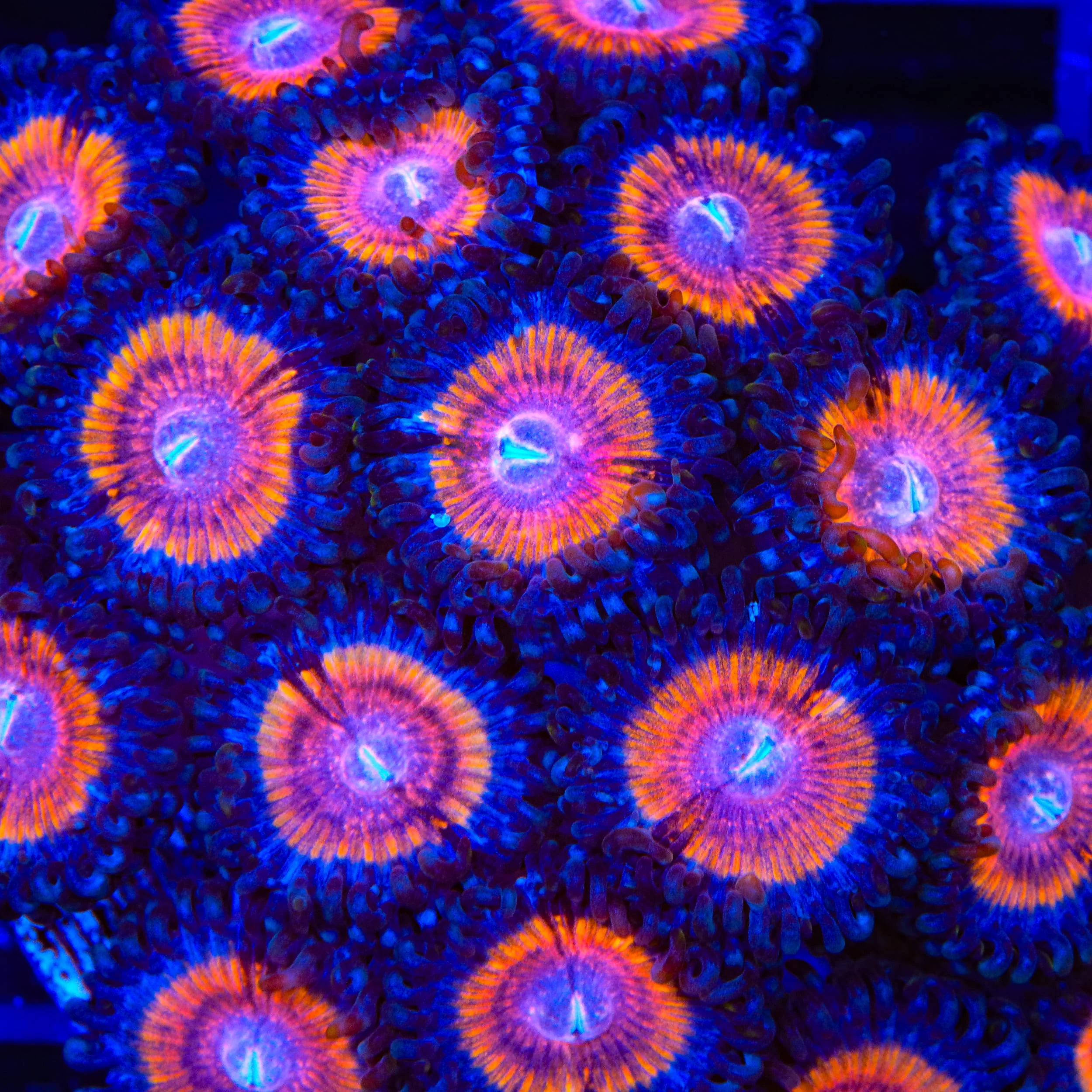 TSA Shirley Goose Zoanthids Coral
