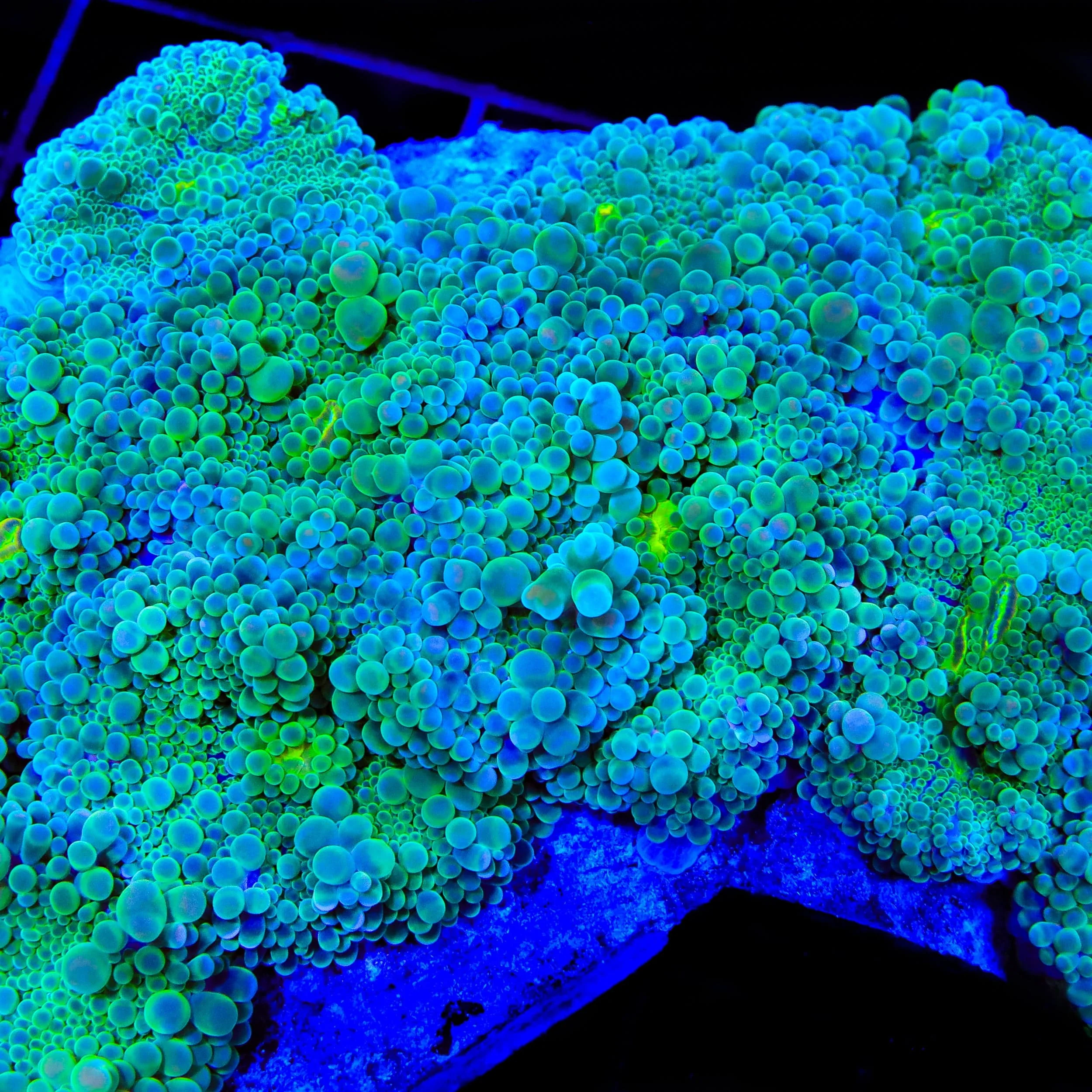 TSA Shockwave Bubble Yuma Mushroom Coral