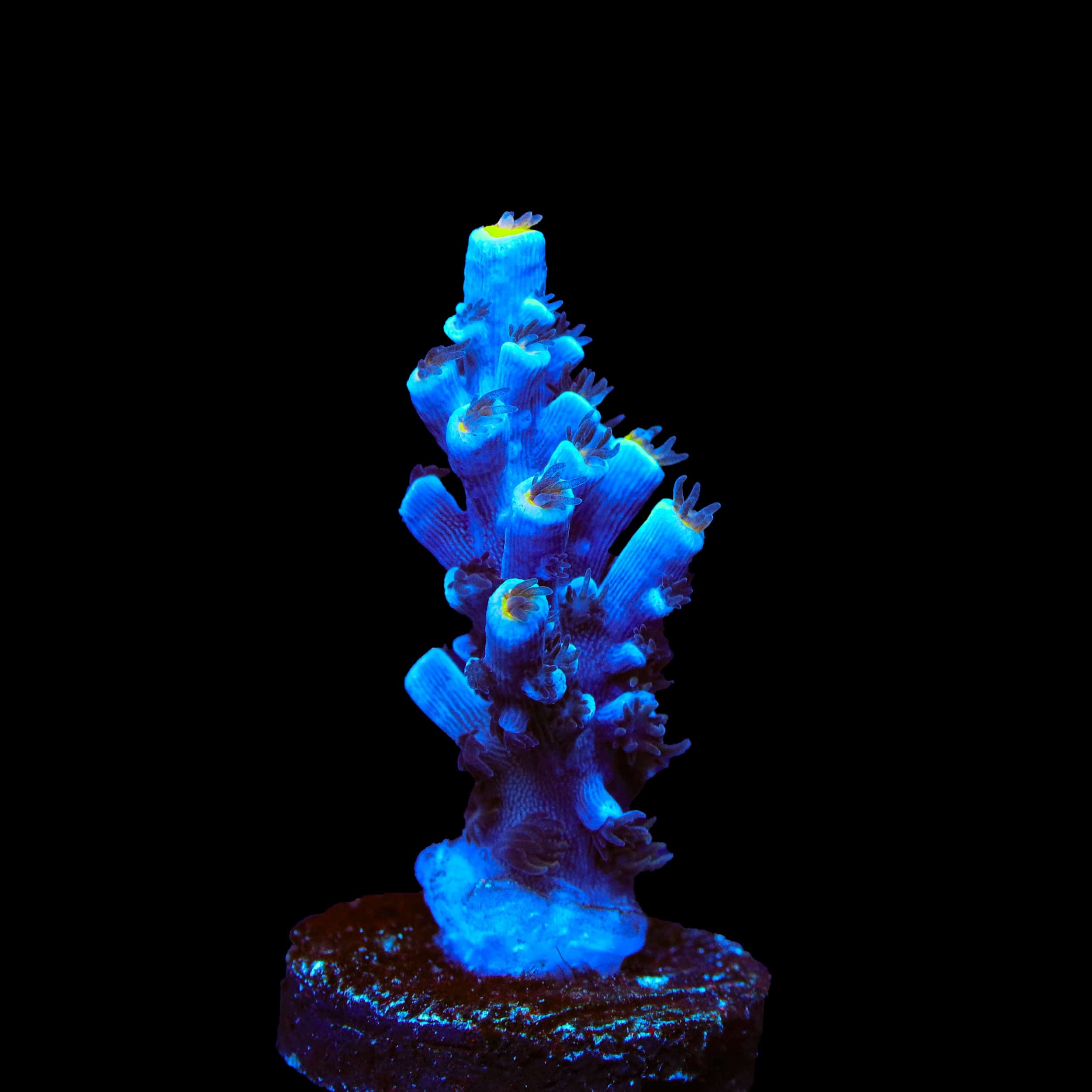 TSA Sin City Tenuis Acropora Coral - Image 2