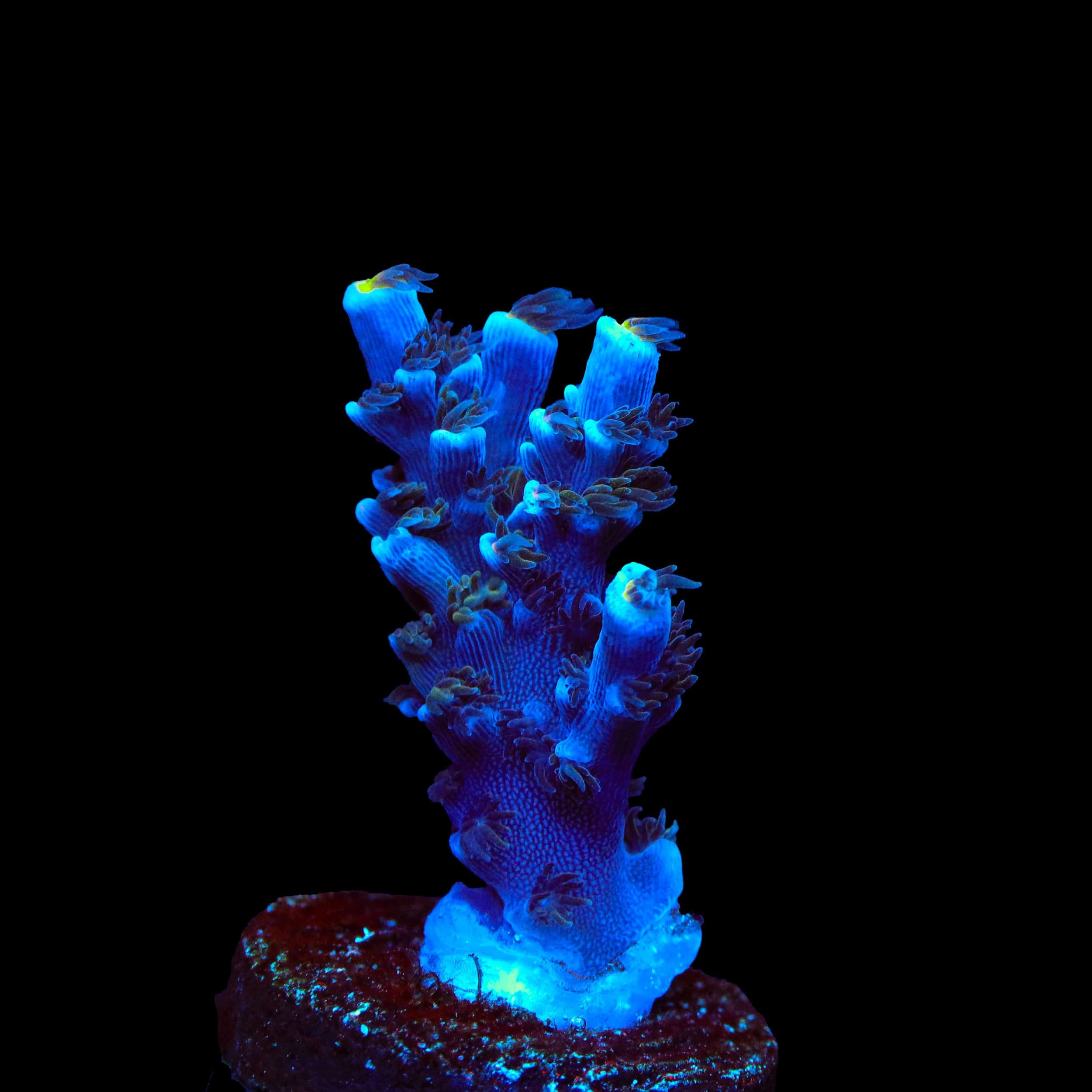 TSA Sin City Tenuis Acropora Coral - Image 3