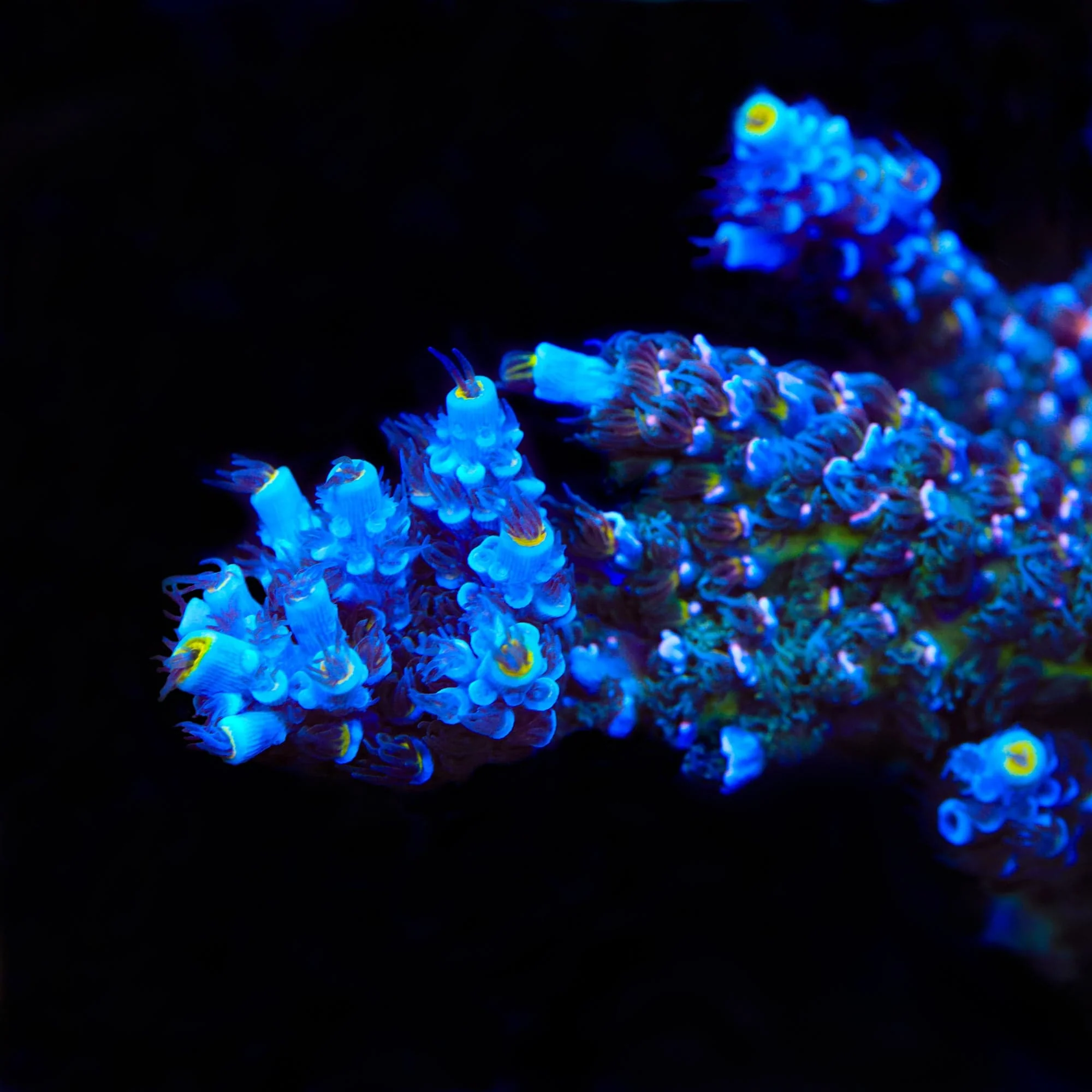 TSA Sin City Tenuis Acropora XL Frag Coral - Image 2
