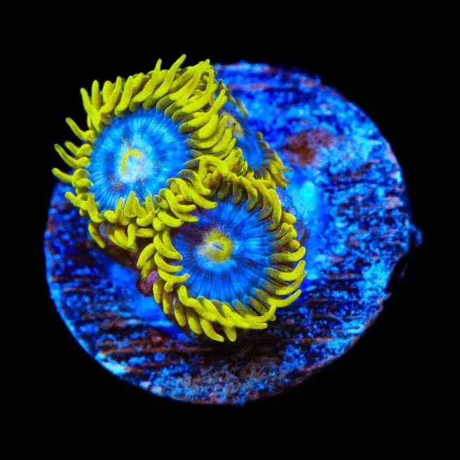 TSA Smurfette Zoanthids Coral - Image 2