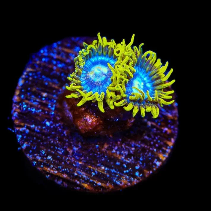 TSA Smurfette Zoanthids Coral - Image 3
