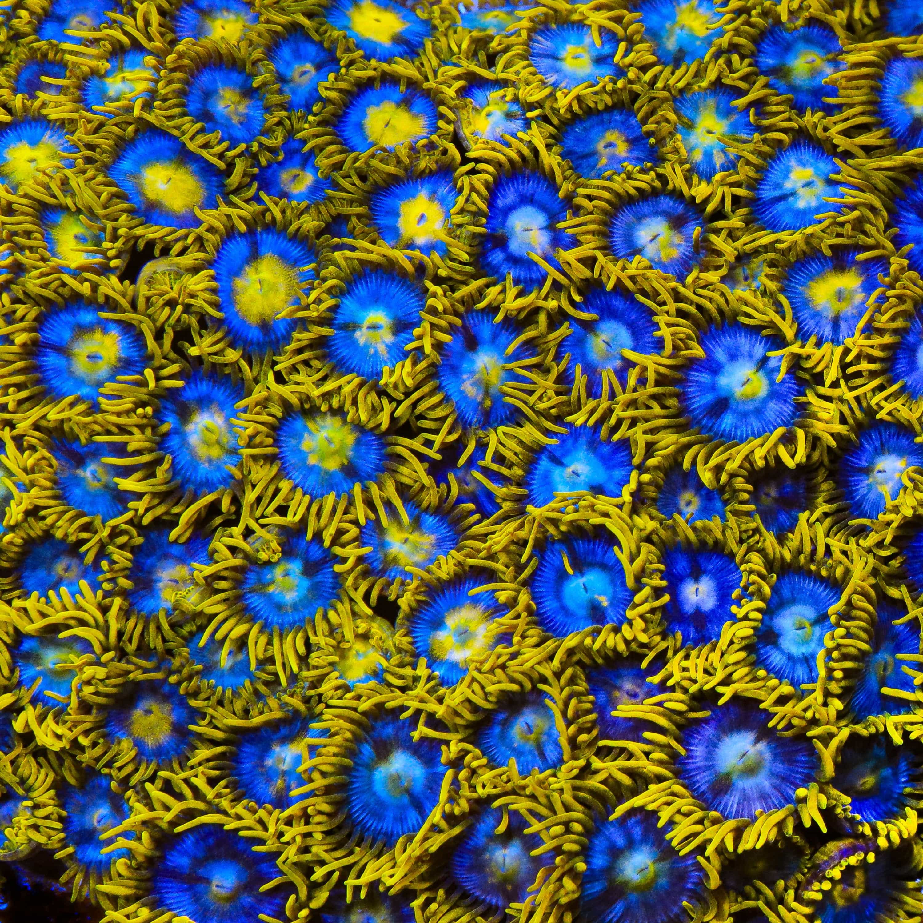 TSA Smurfette Zoanthids Coral - Image 4